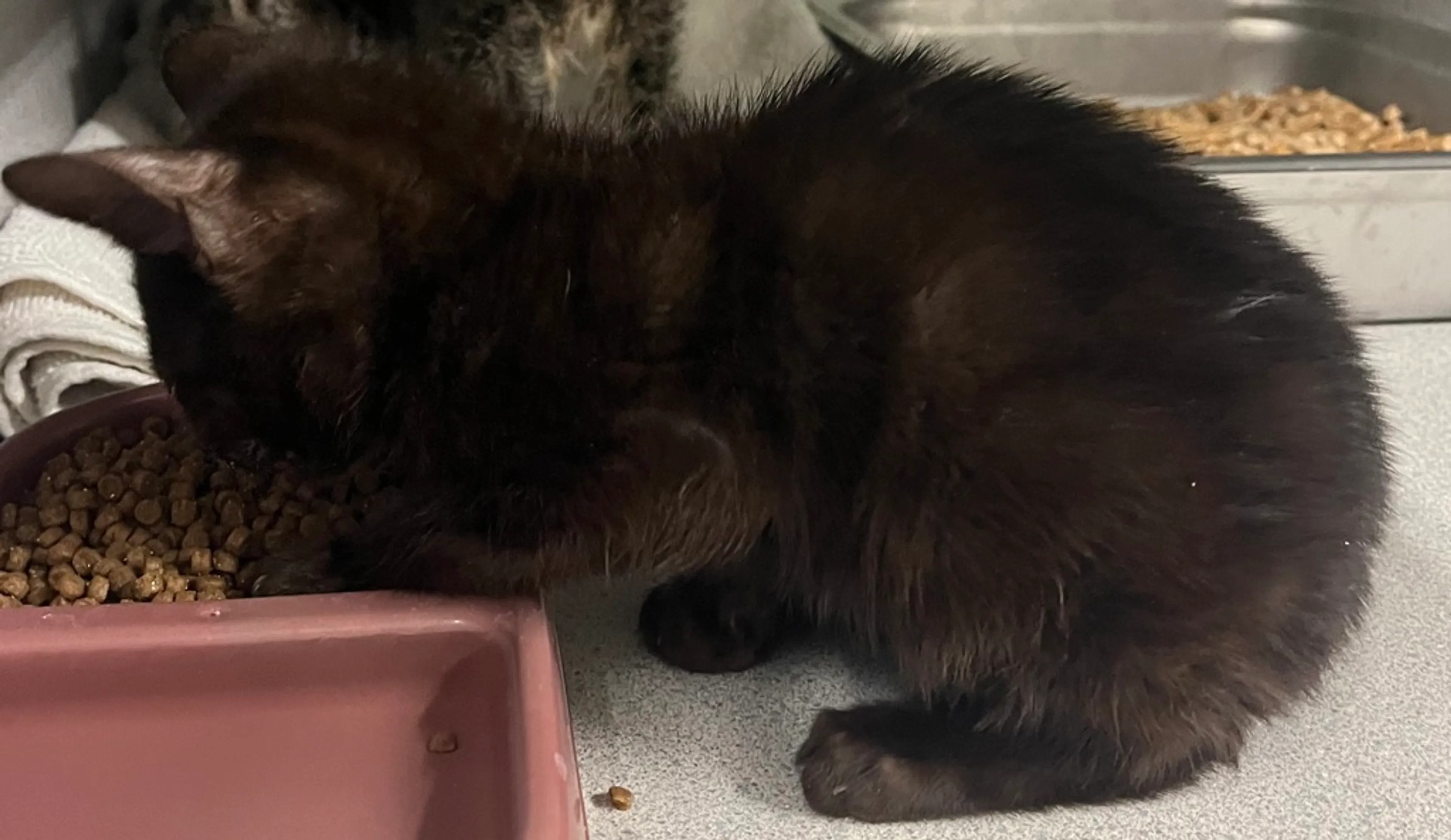 Found pet