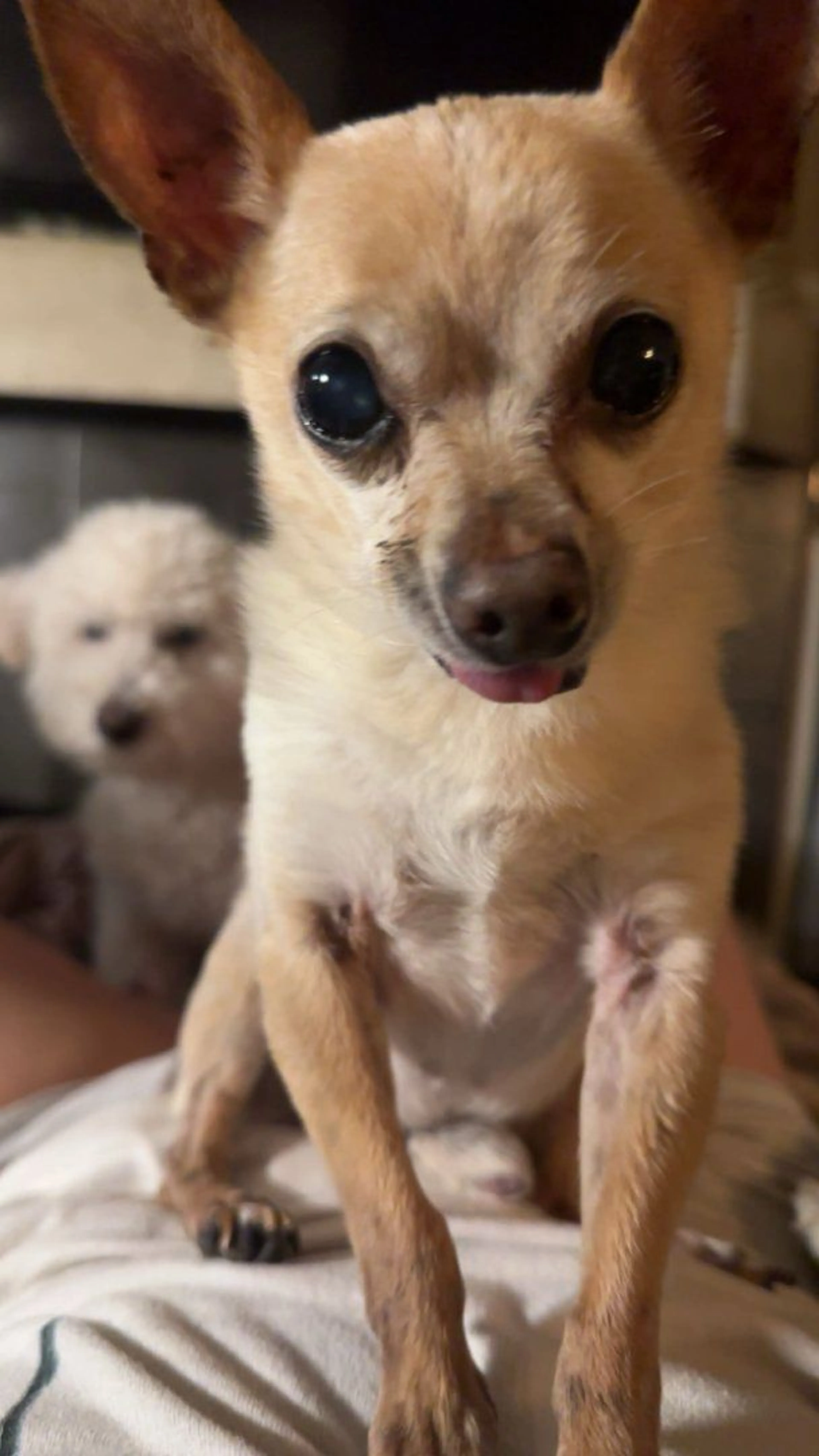 Lost pet-0
