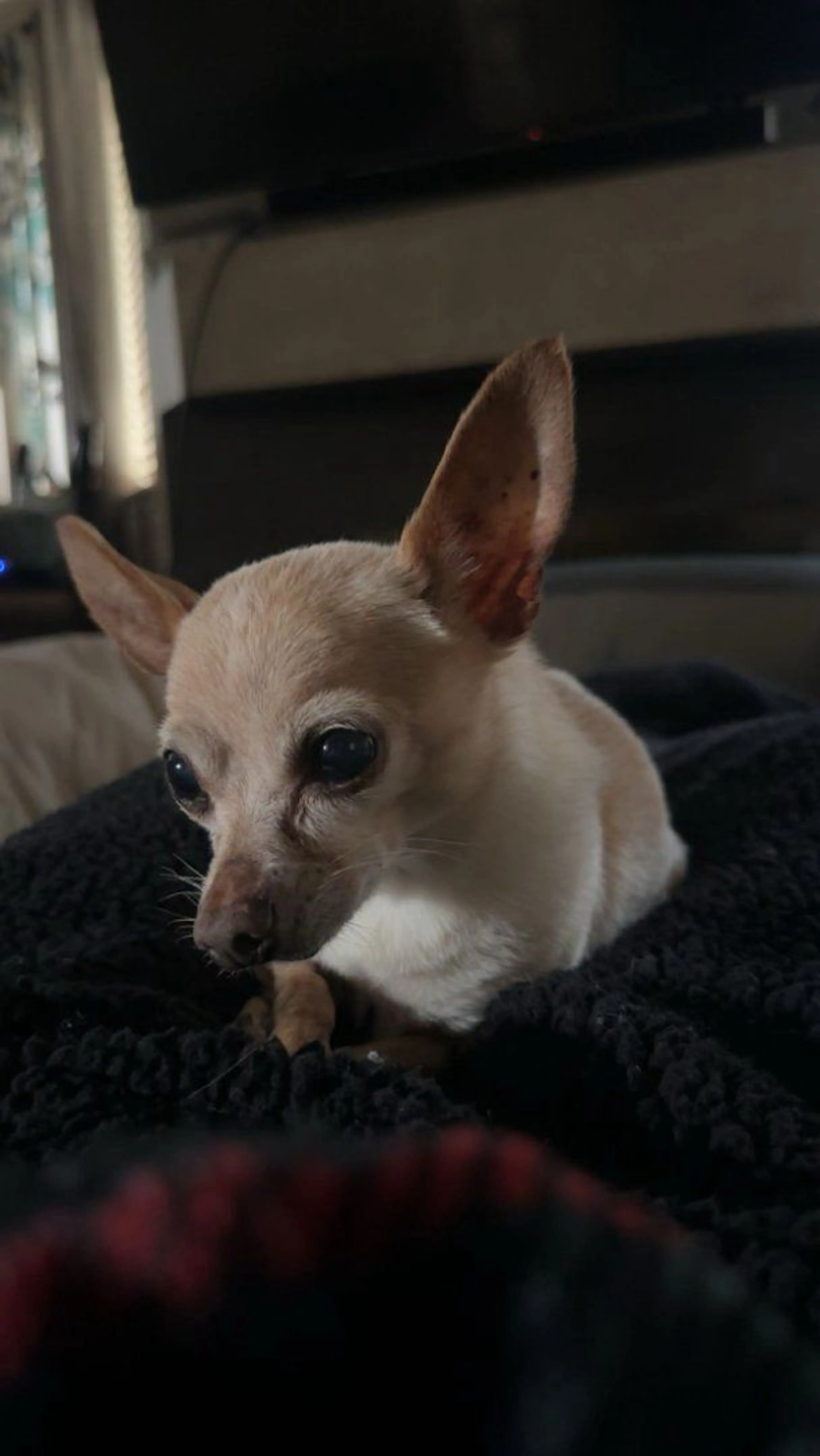 Lost pet-1