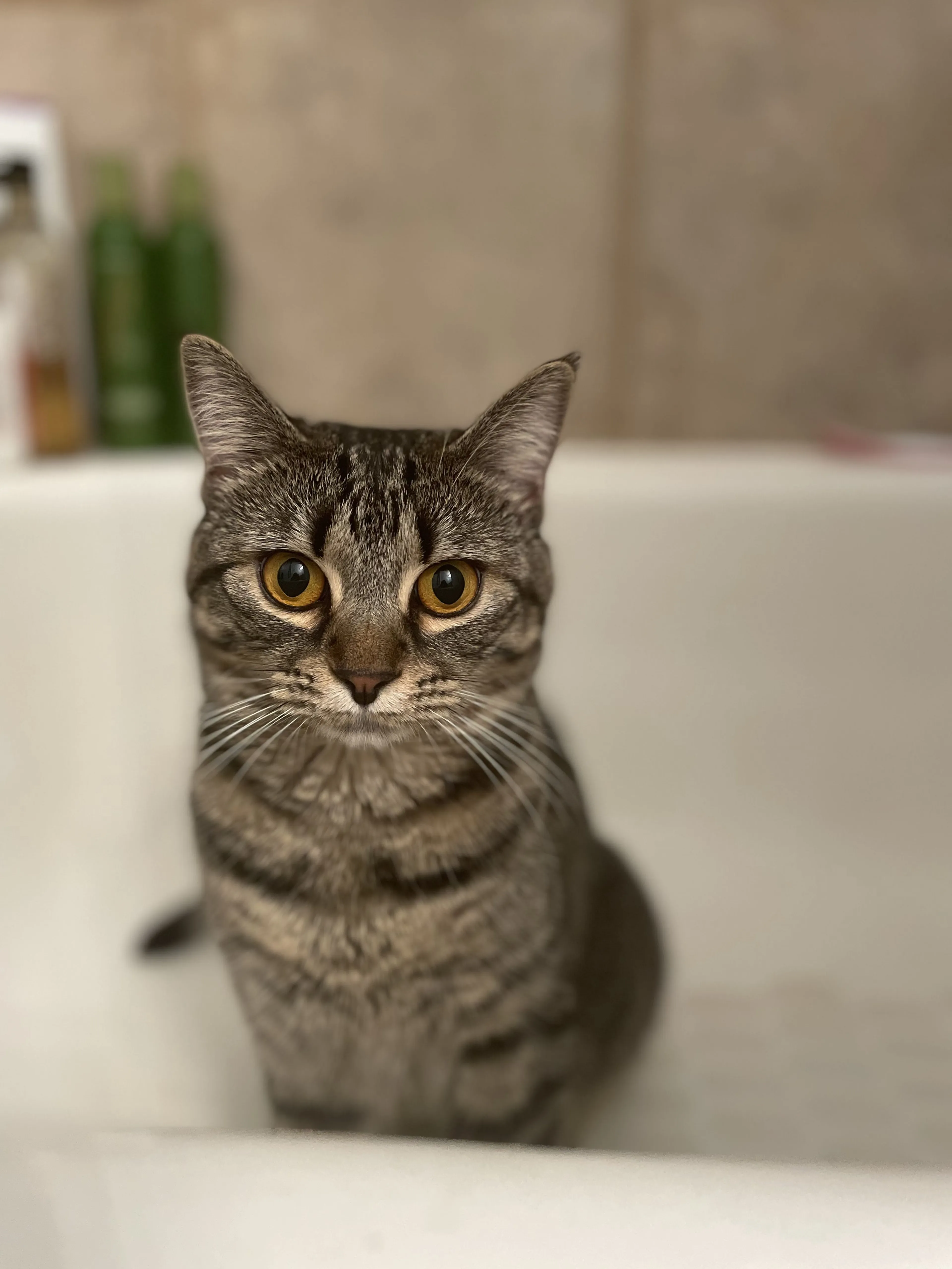 Lost pet