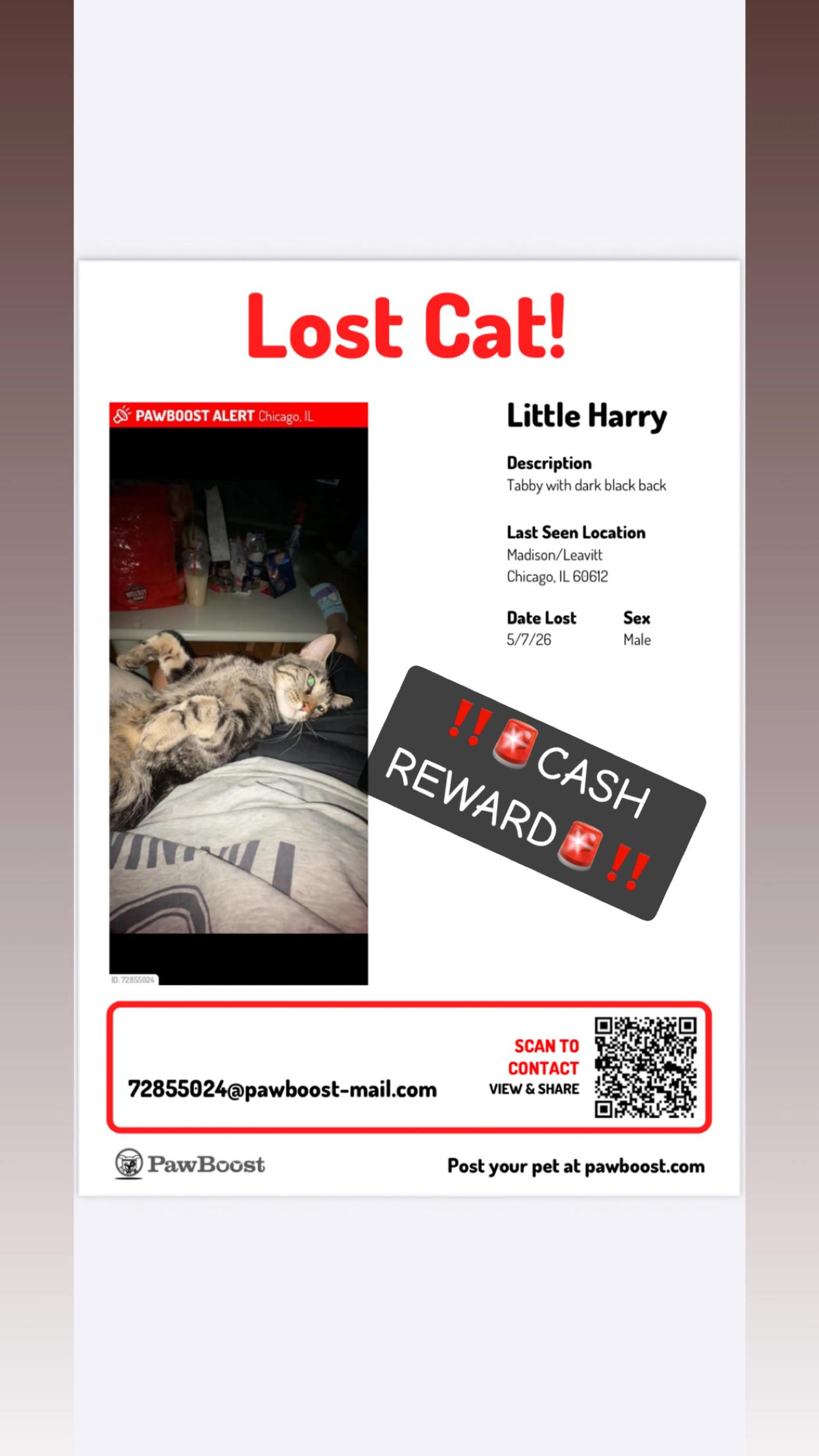 Lost pet-0