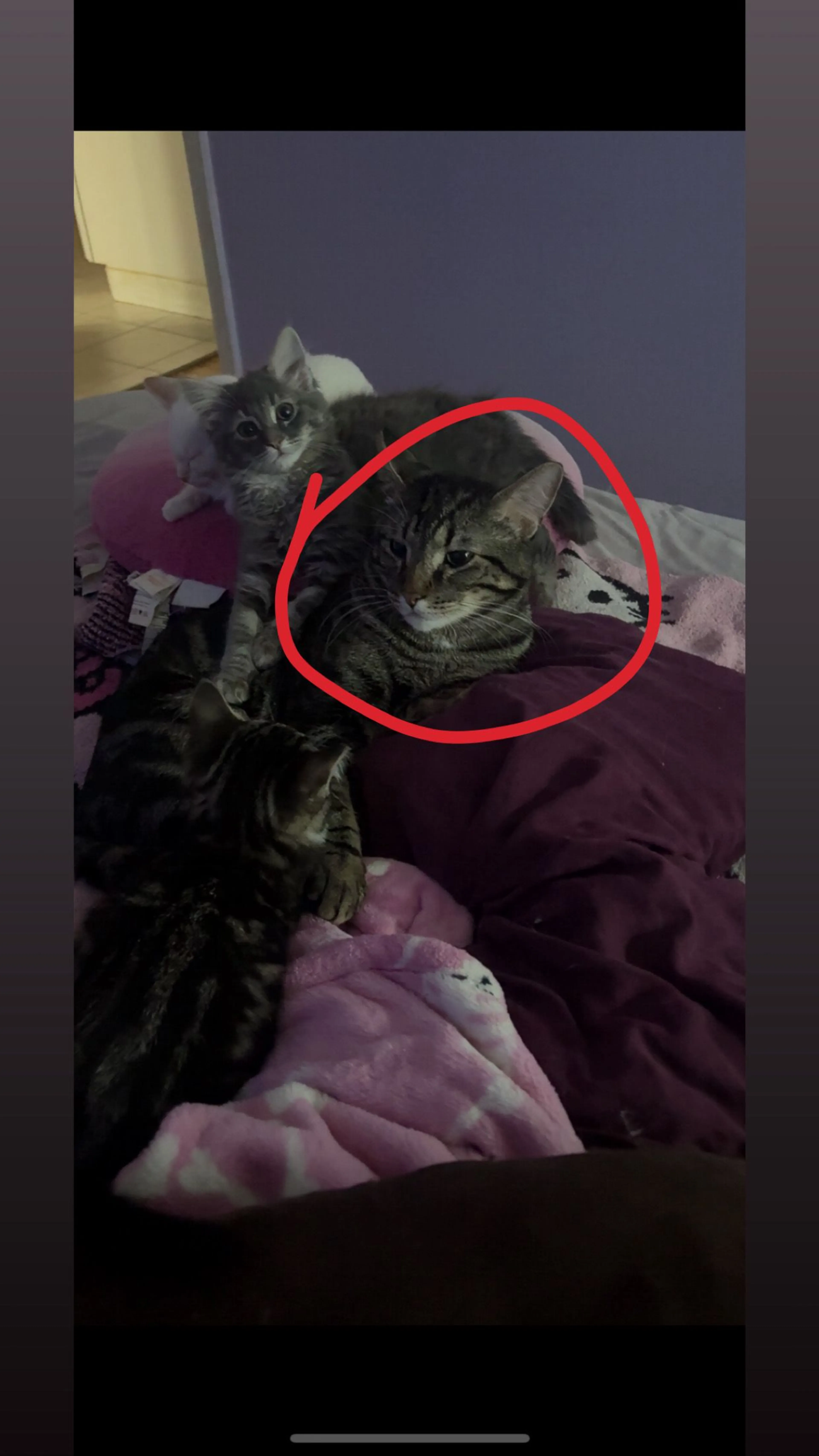 Lost pet-1