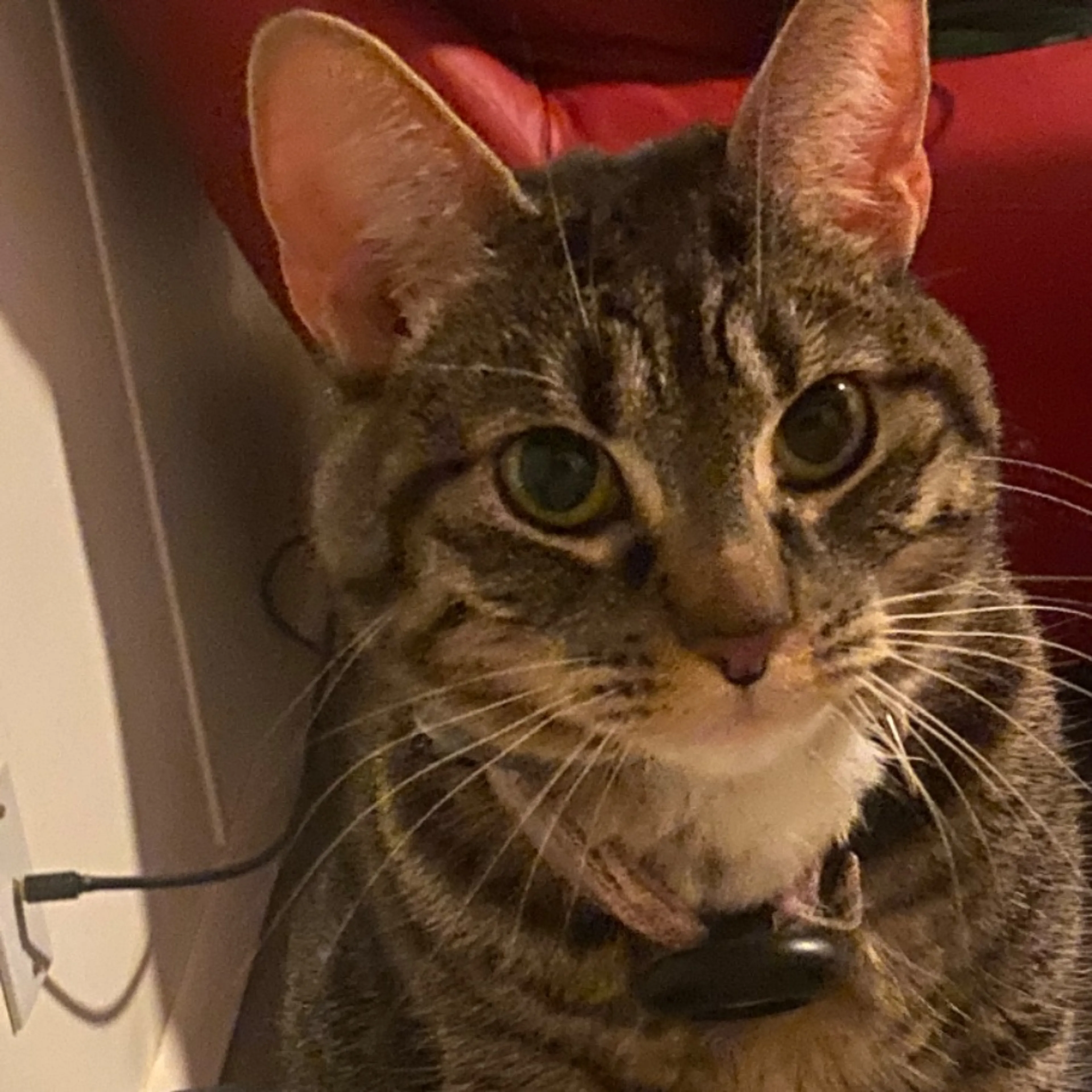 Lost pet