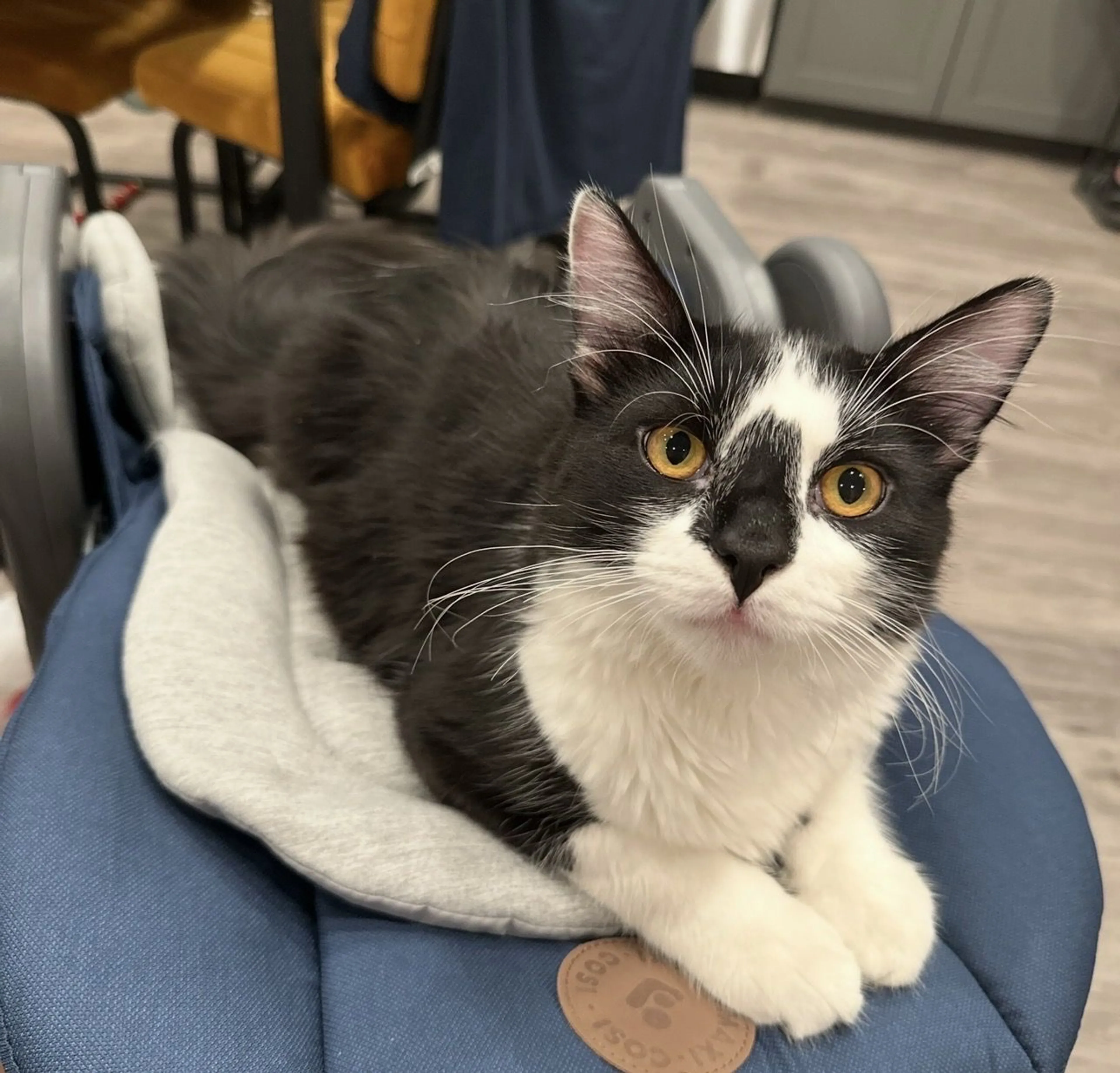 Lost pet-2
