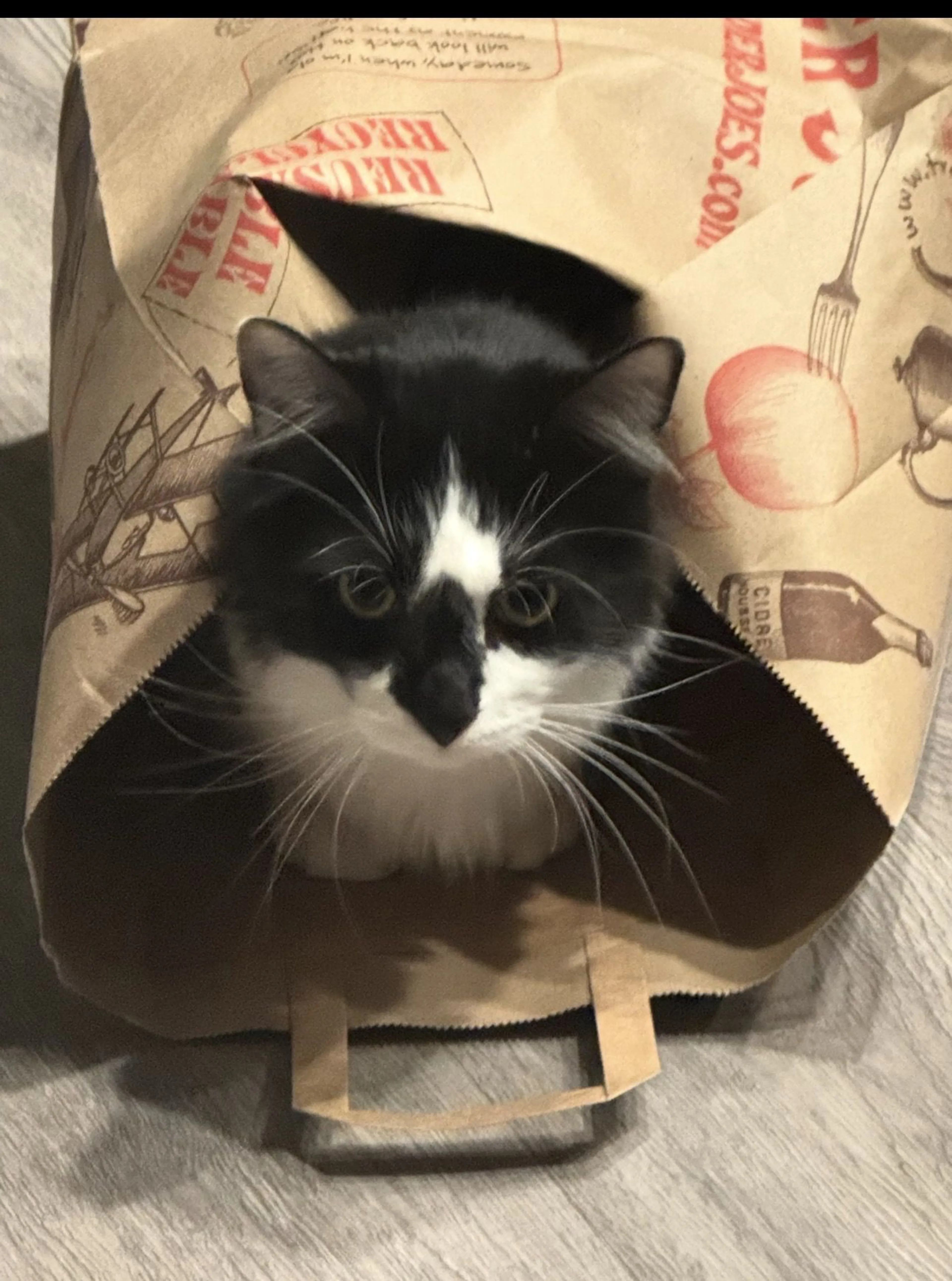 Lost pet-1