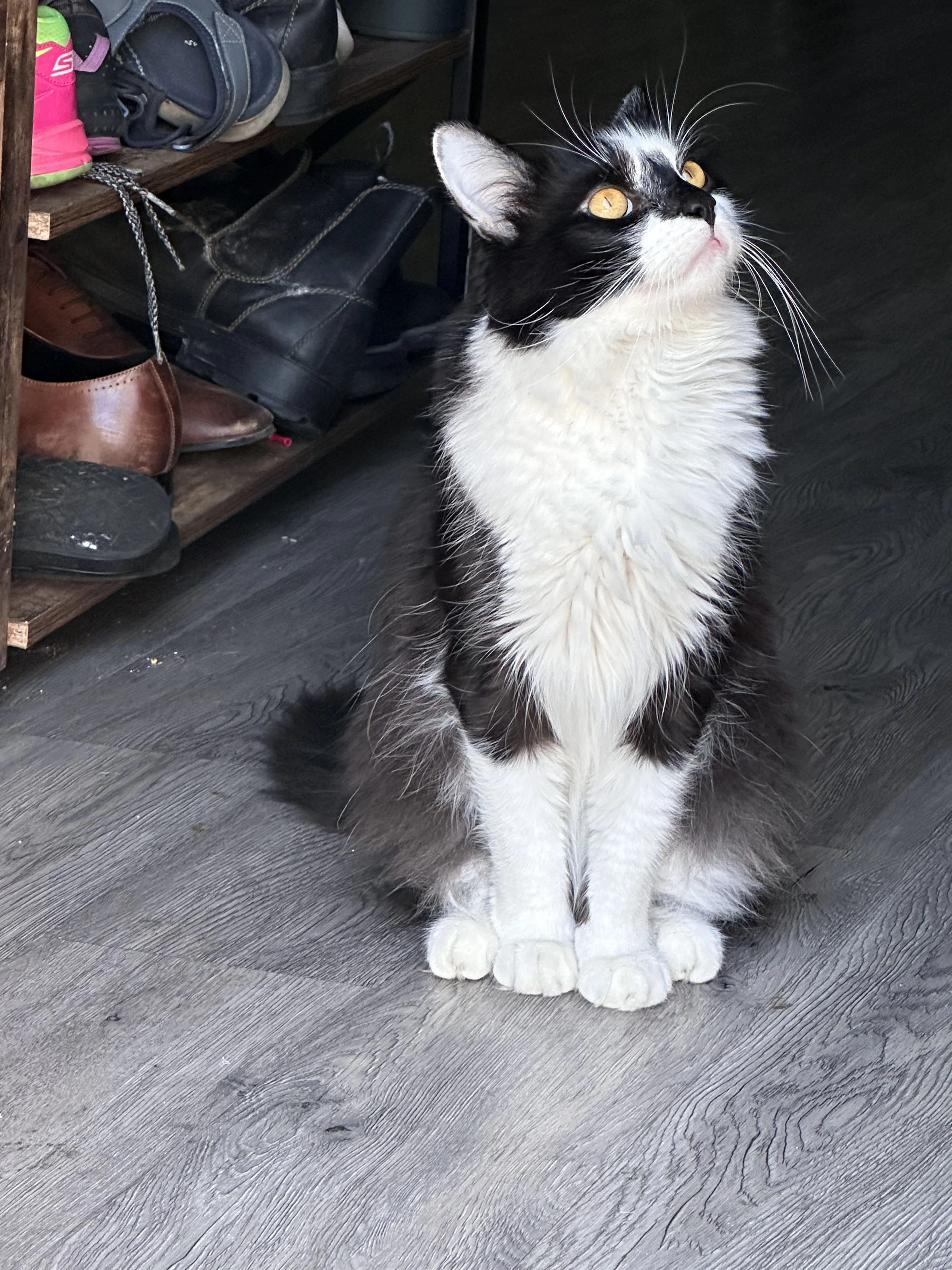 Lost pet-0