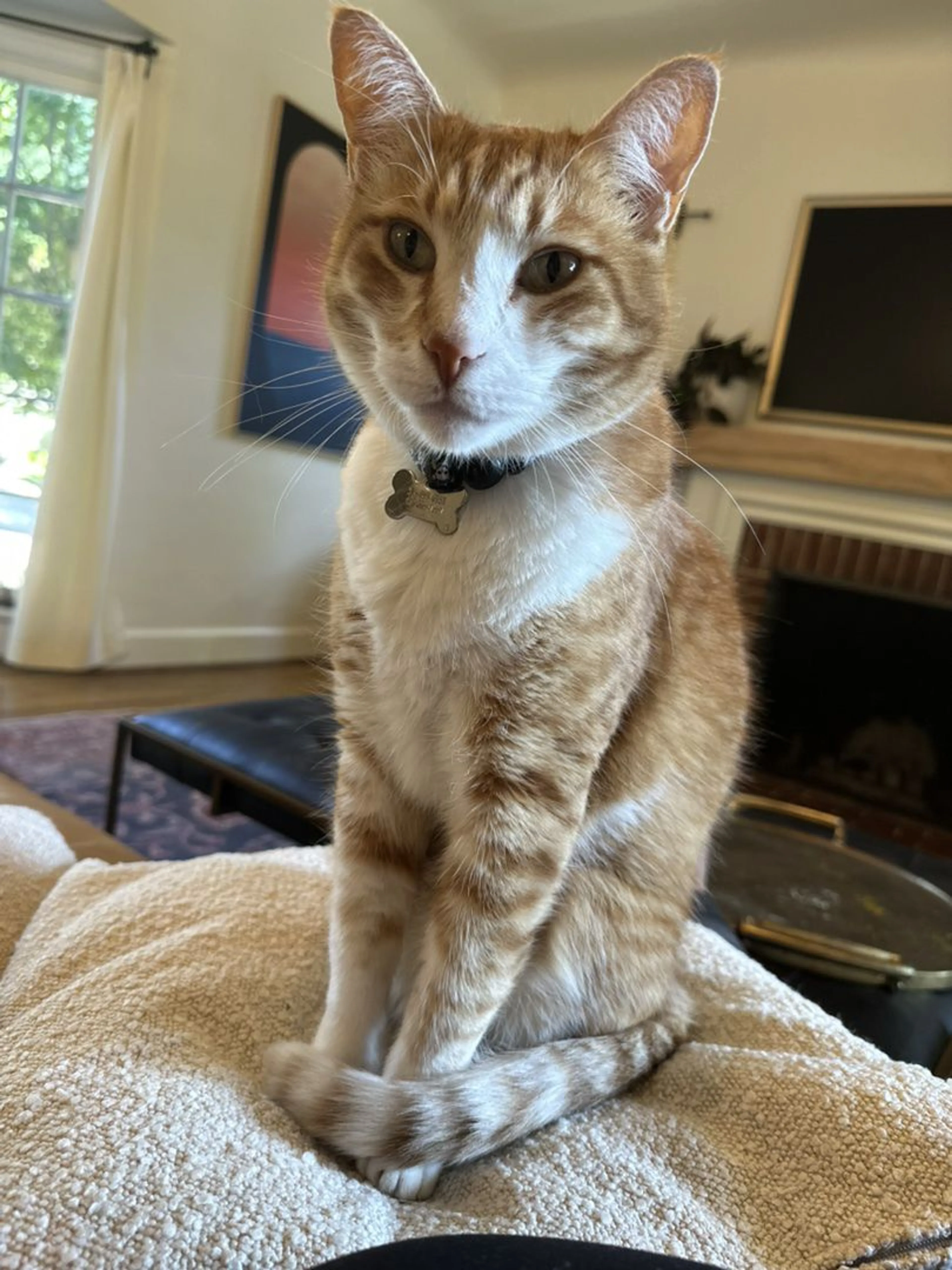 Lost pet-0