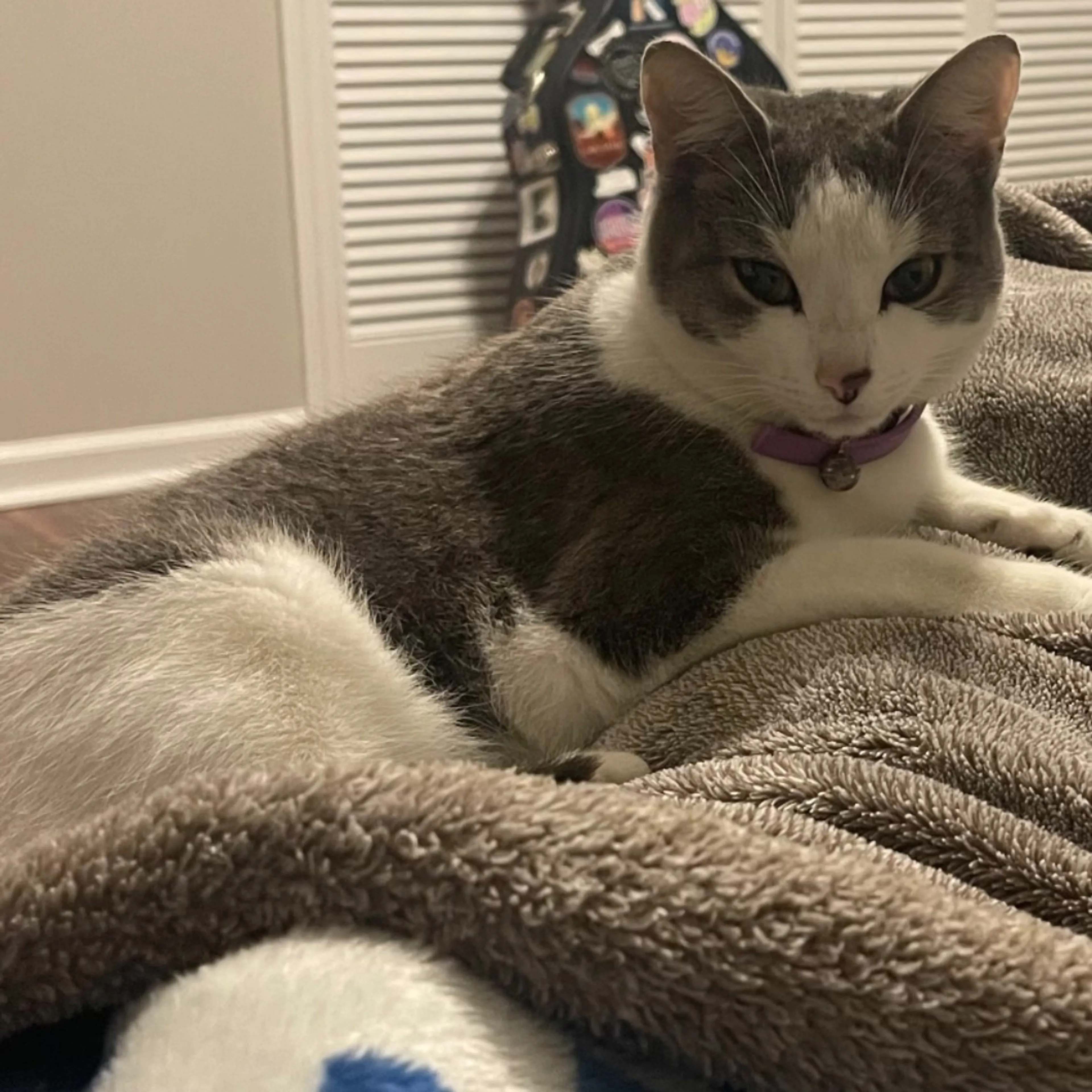 Lost pet