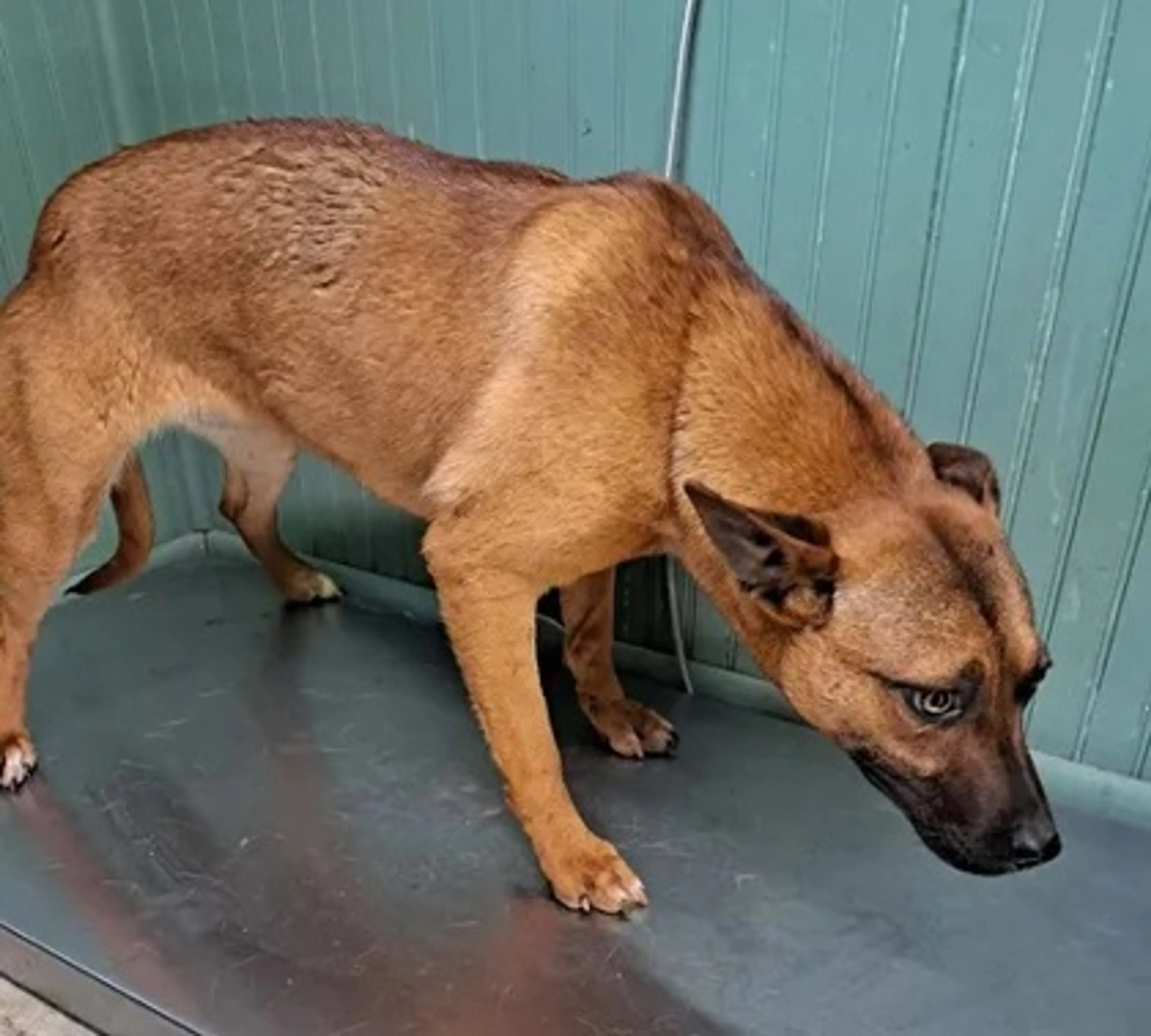 Found pet