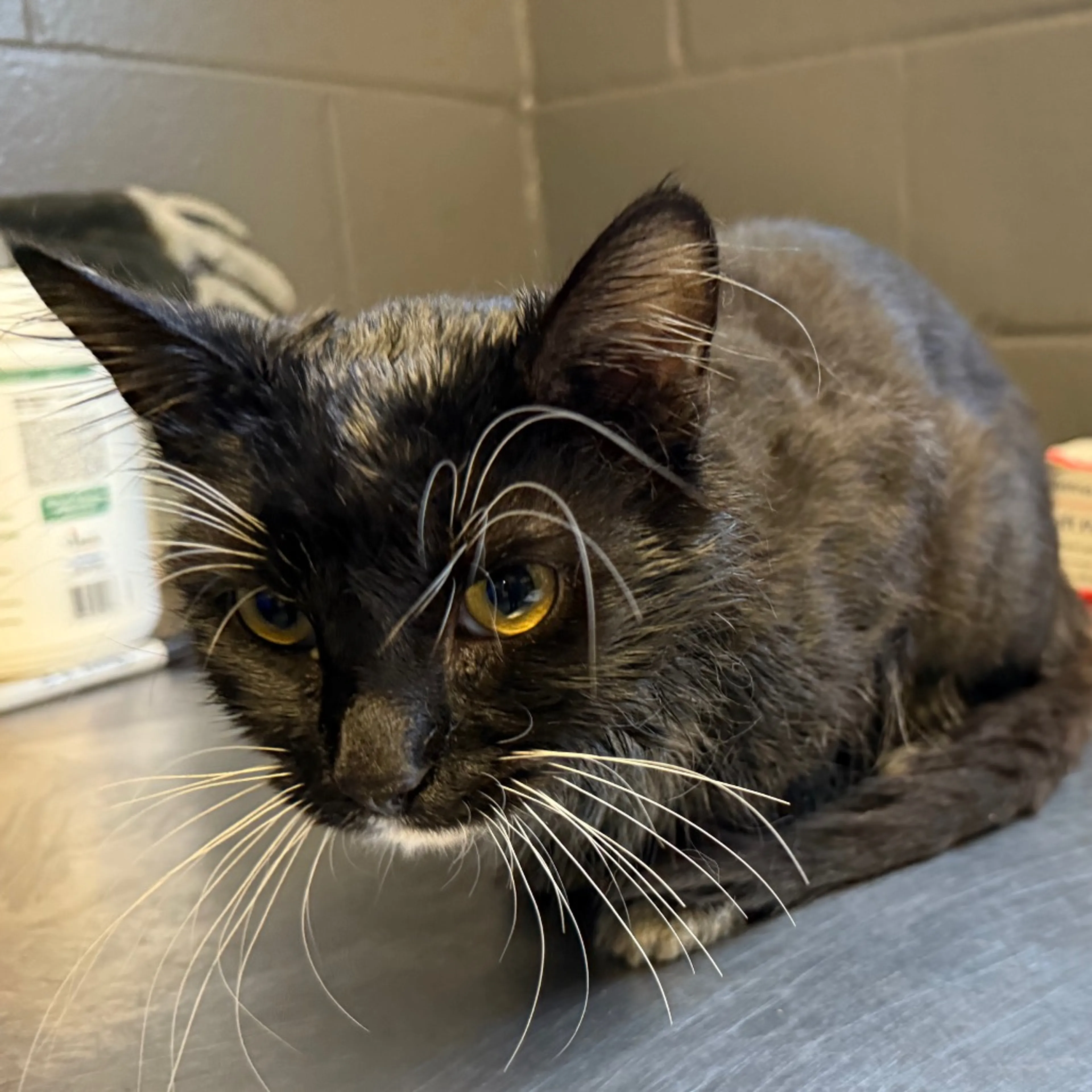 Found pet-1