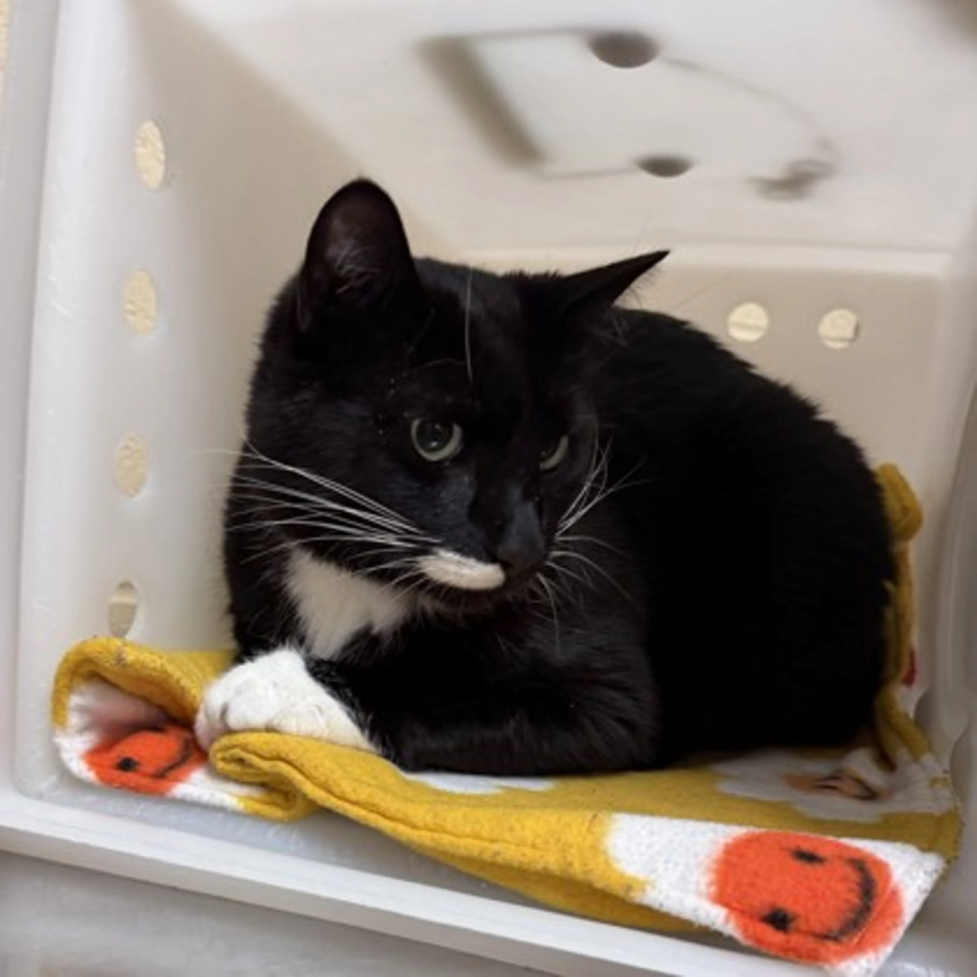 Found pet-1