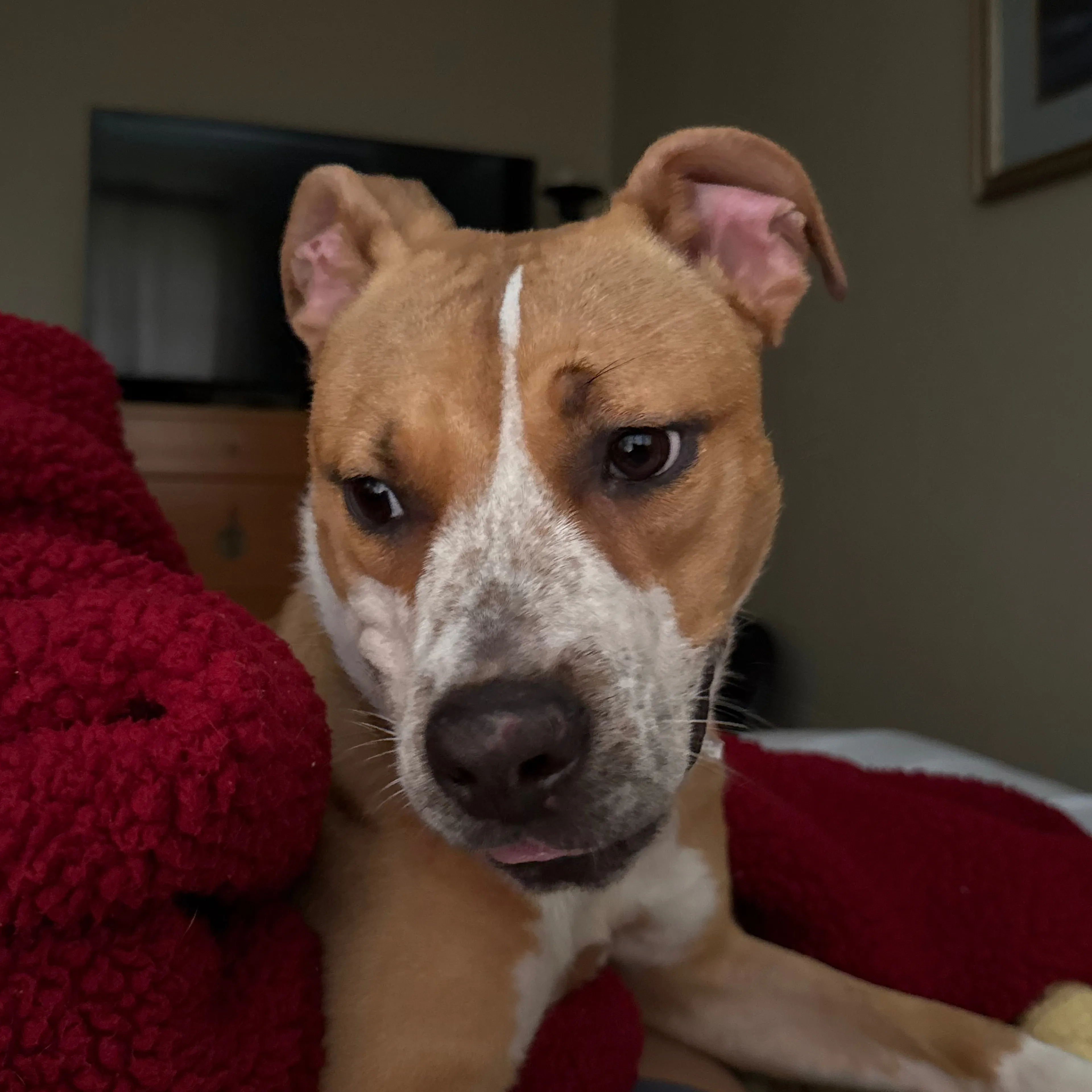 Found pet-2