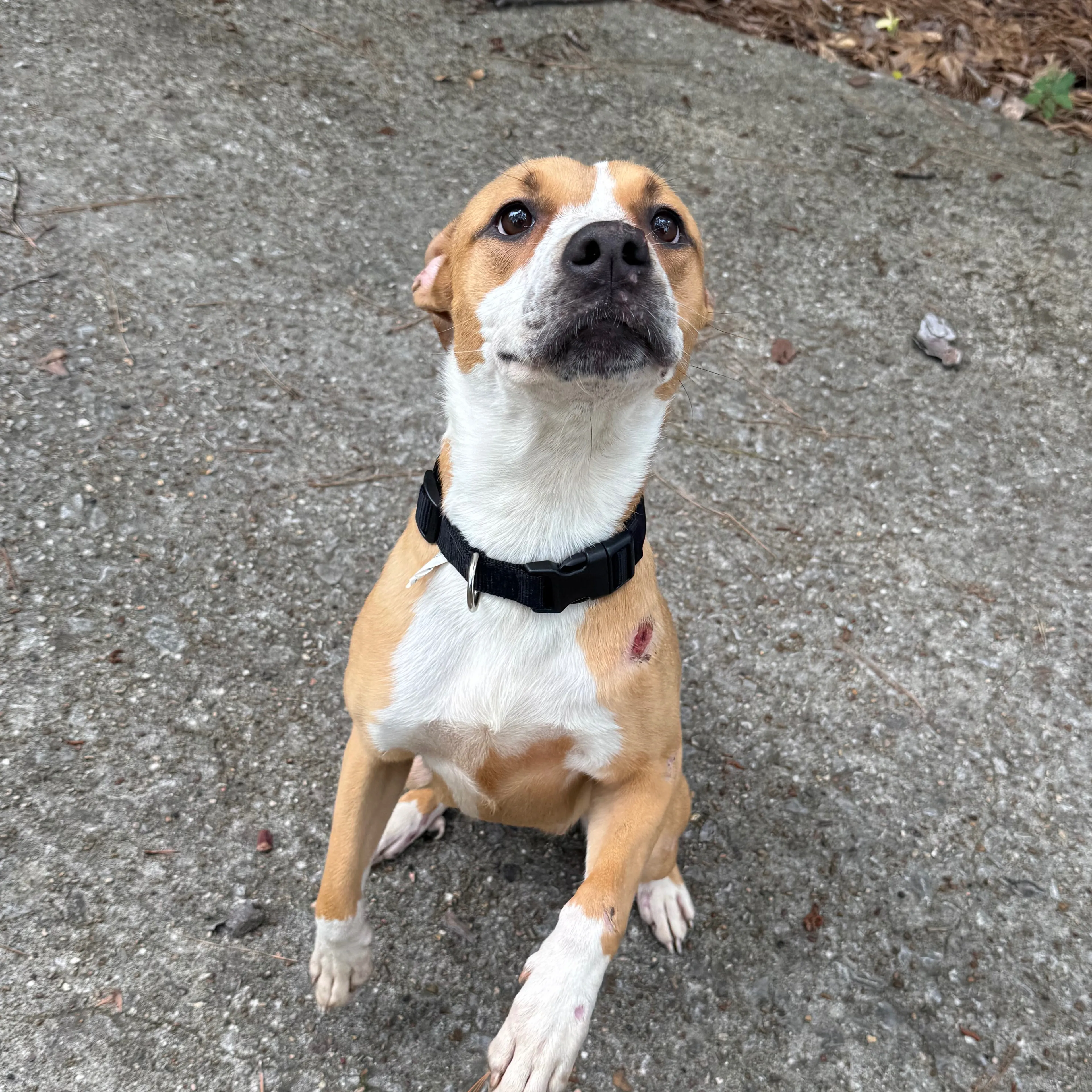 Found pet-1
