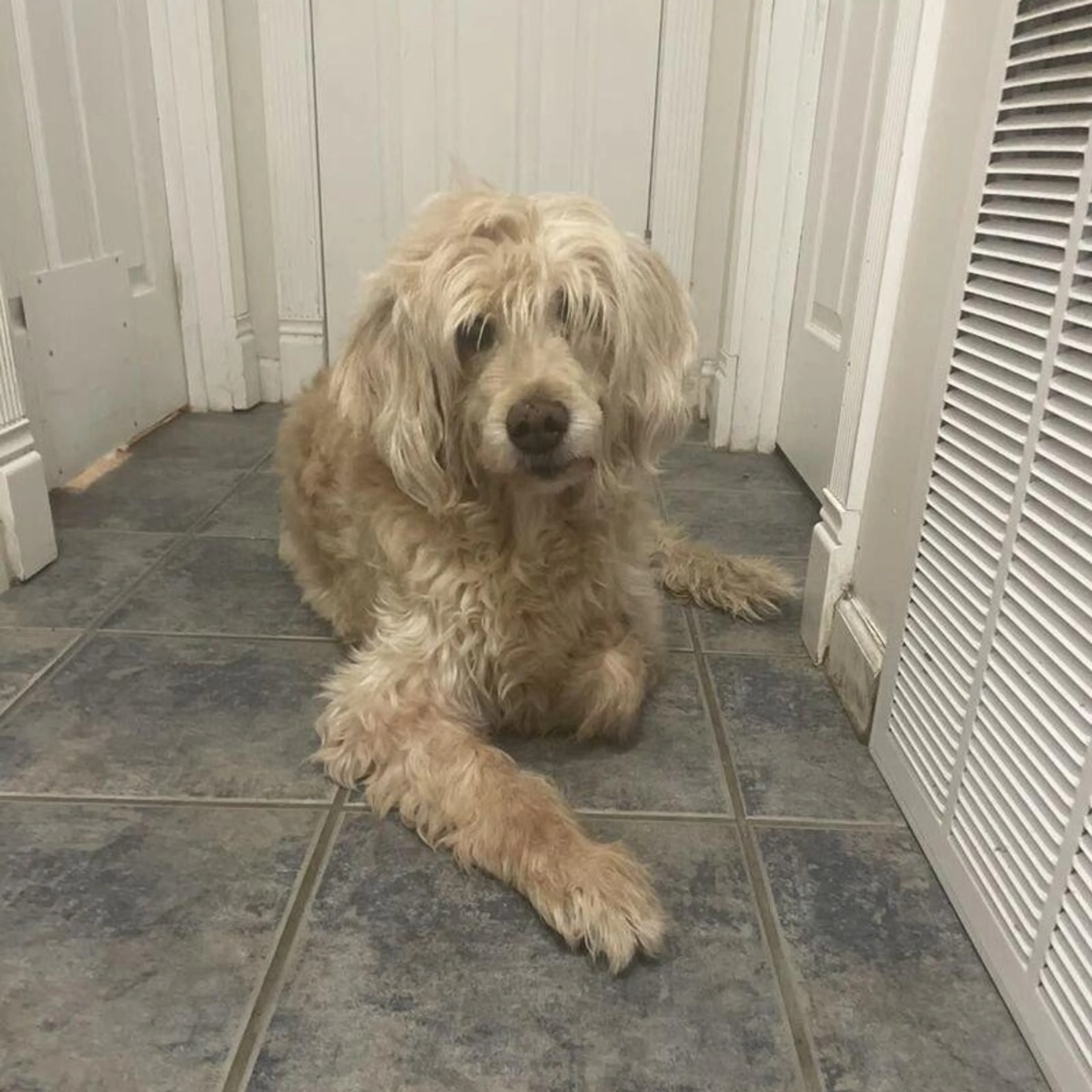 Found pet-3