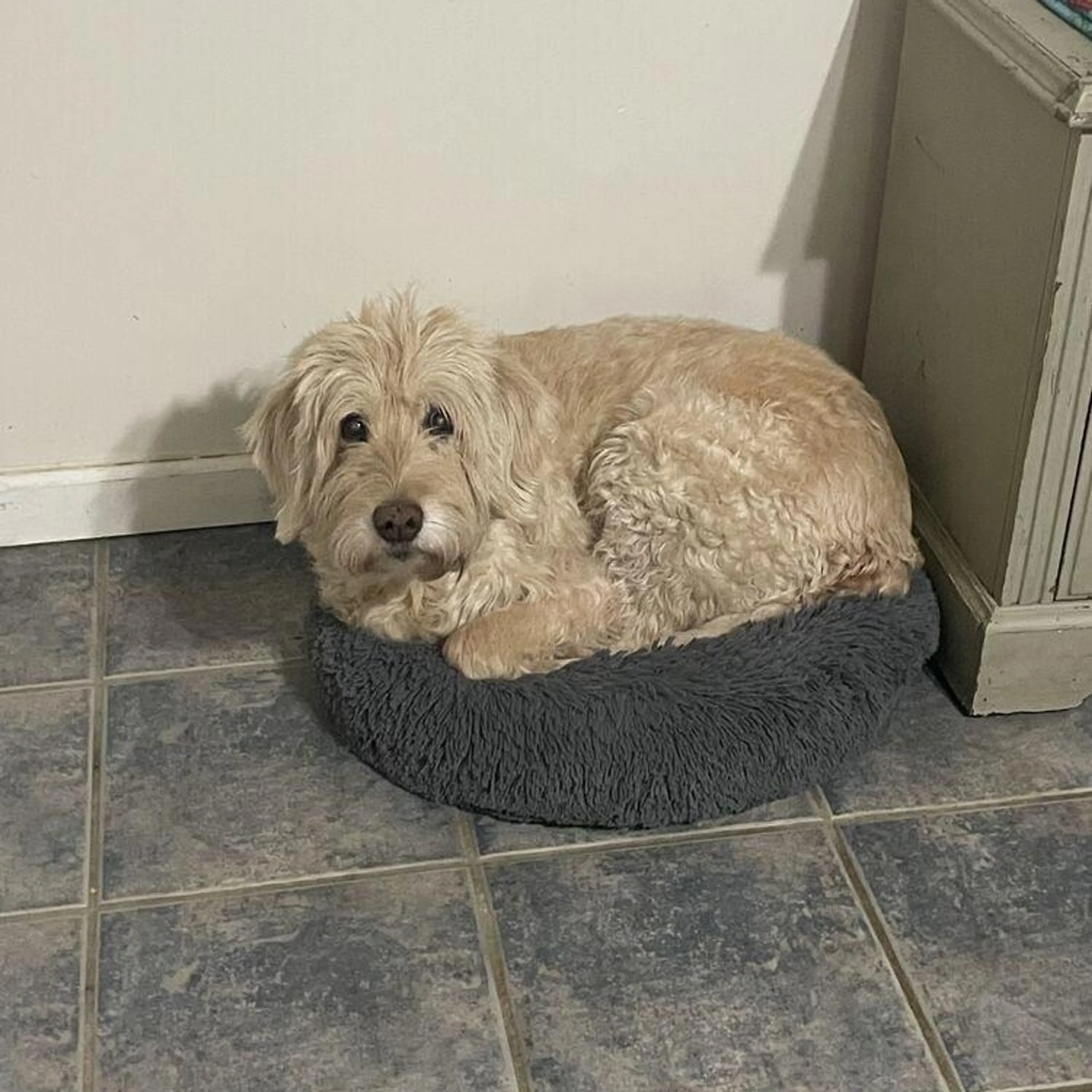 Found pet-4