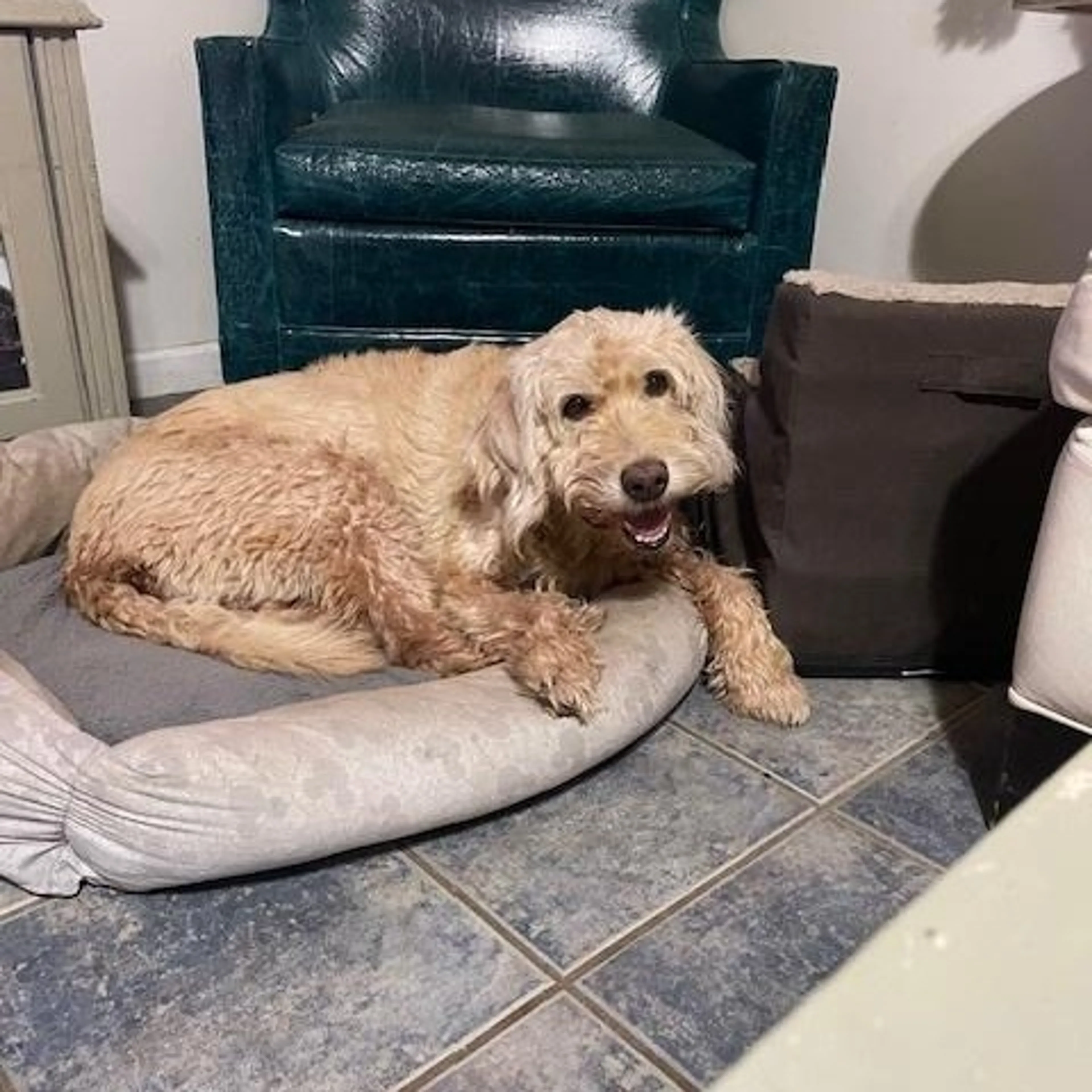 Found pet-3