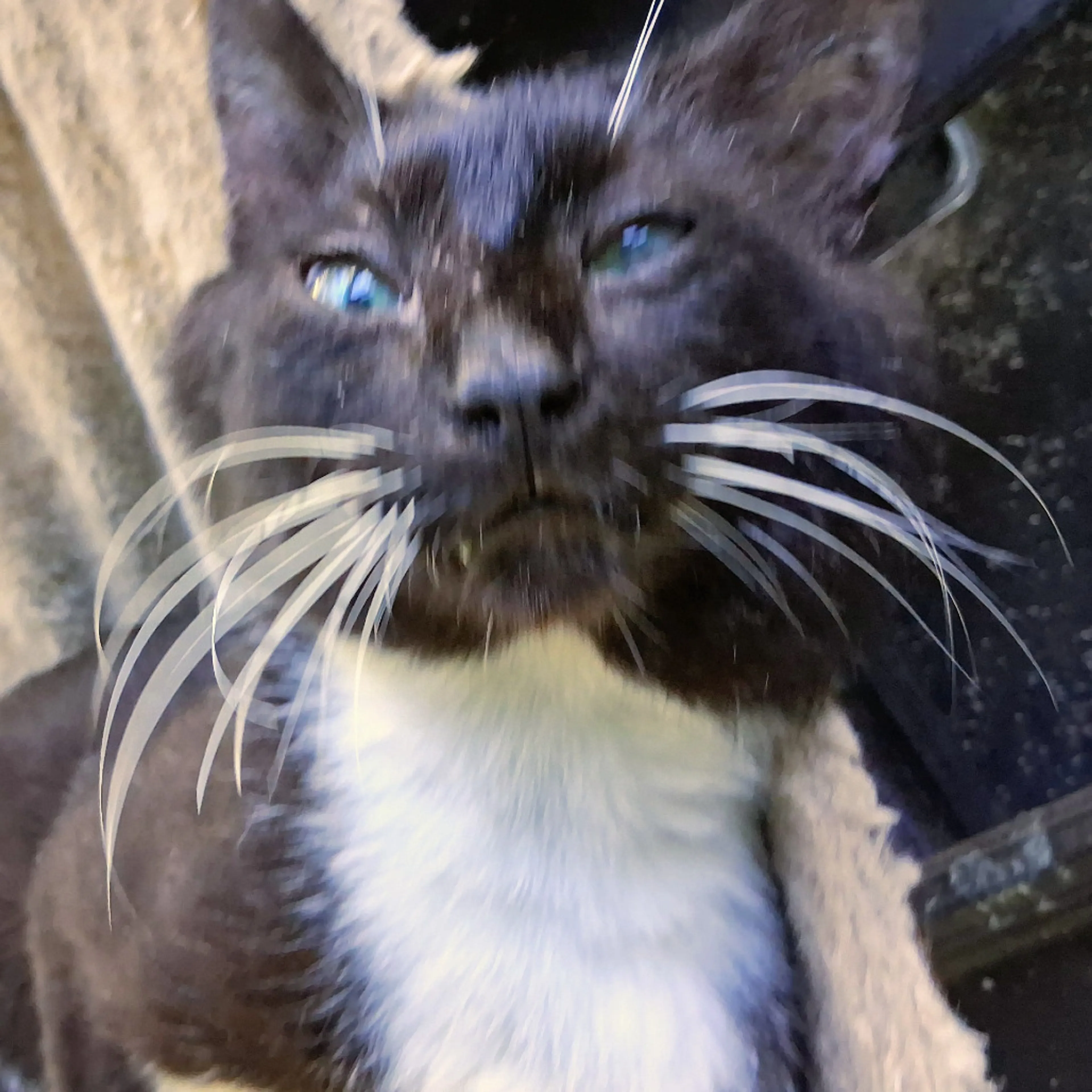 Found pet-1
