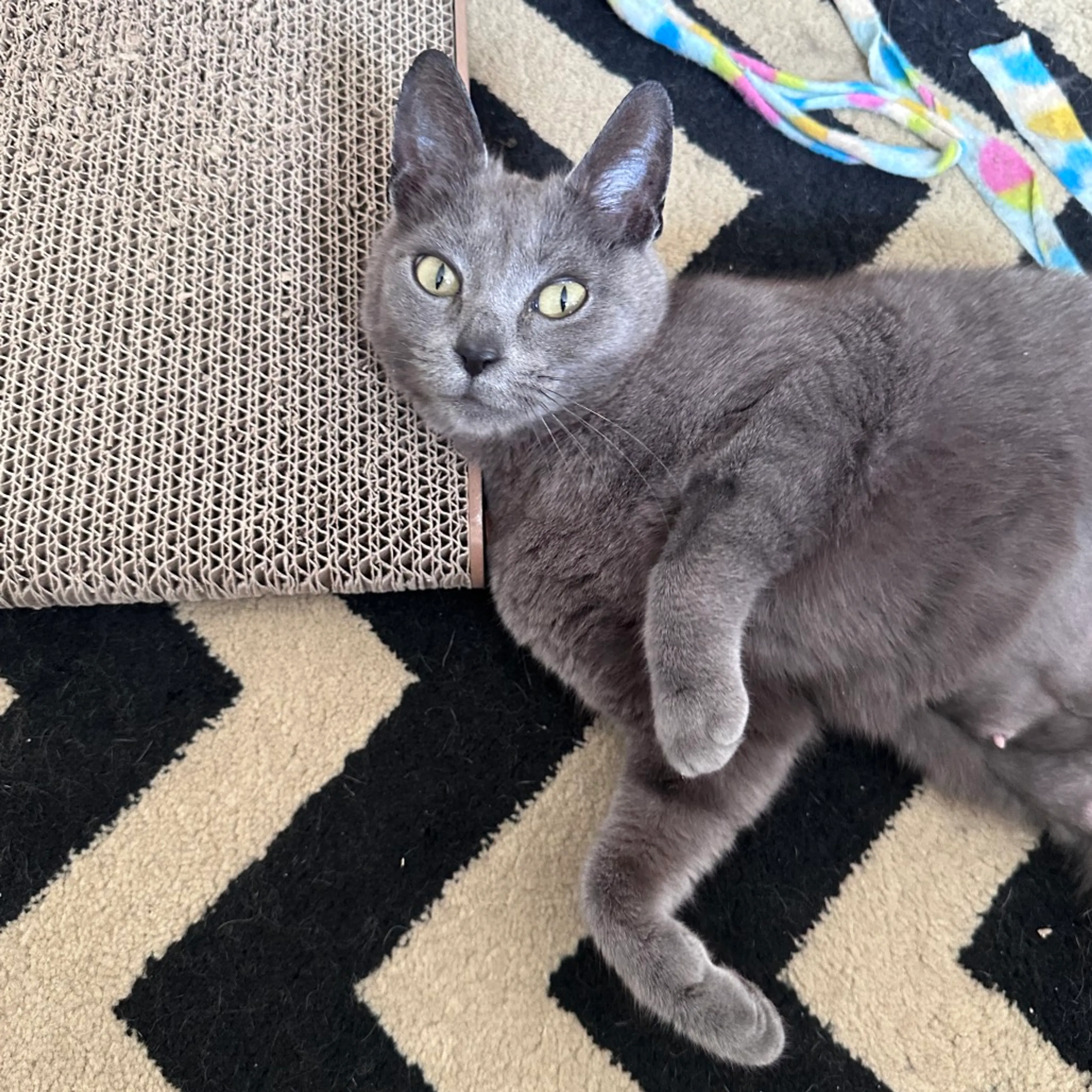 Found pet-1