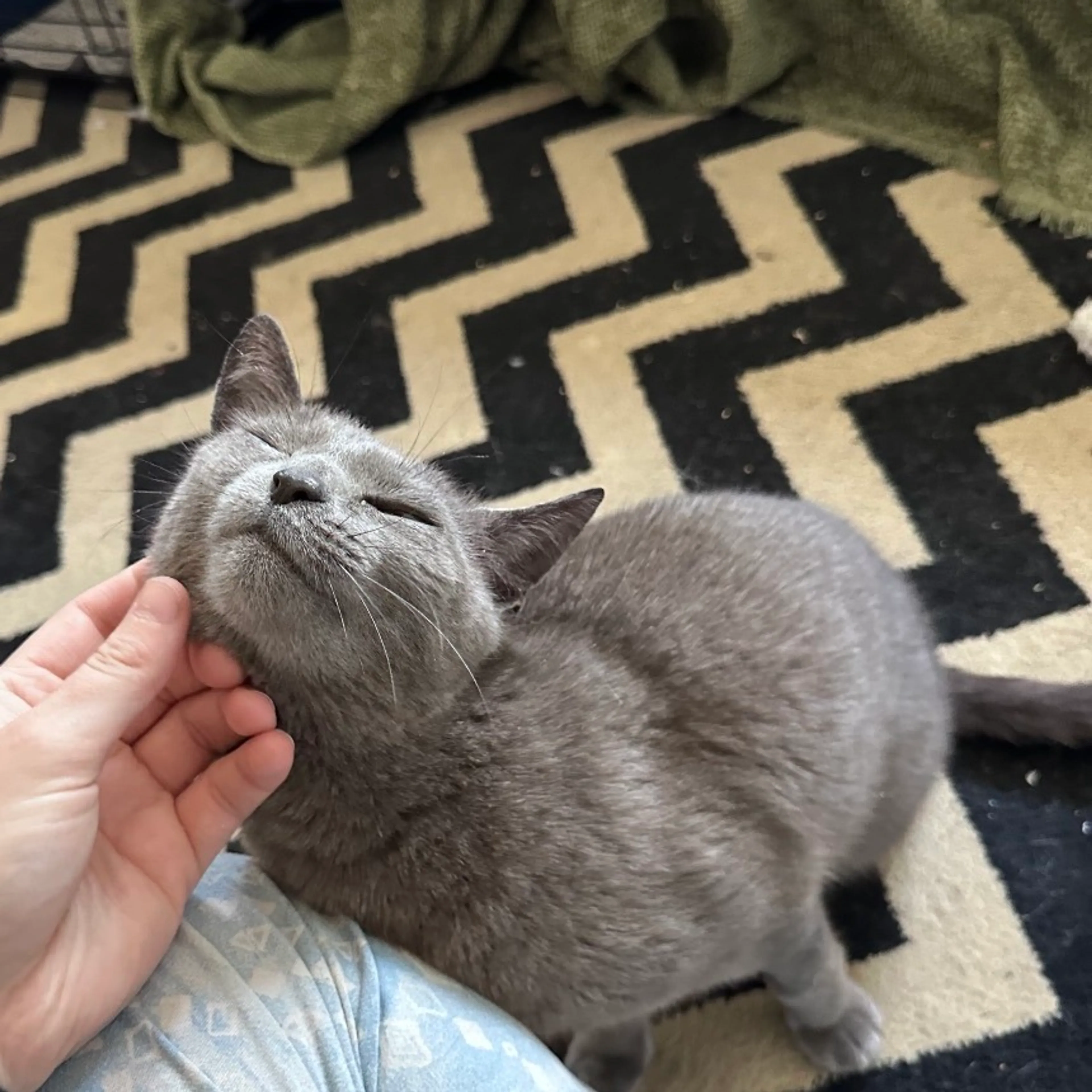 Found pet-4
