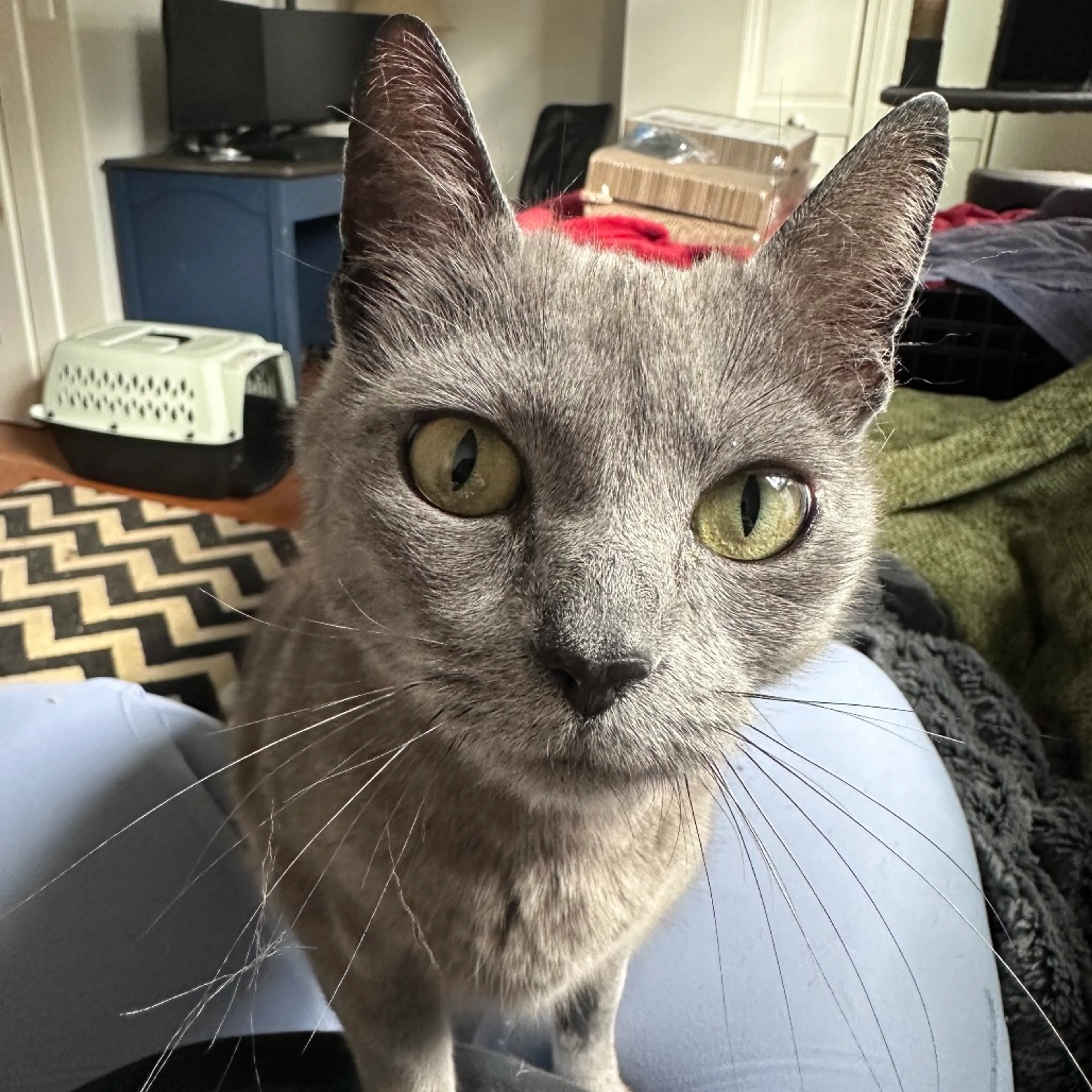 Found pet-0
