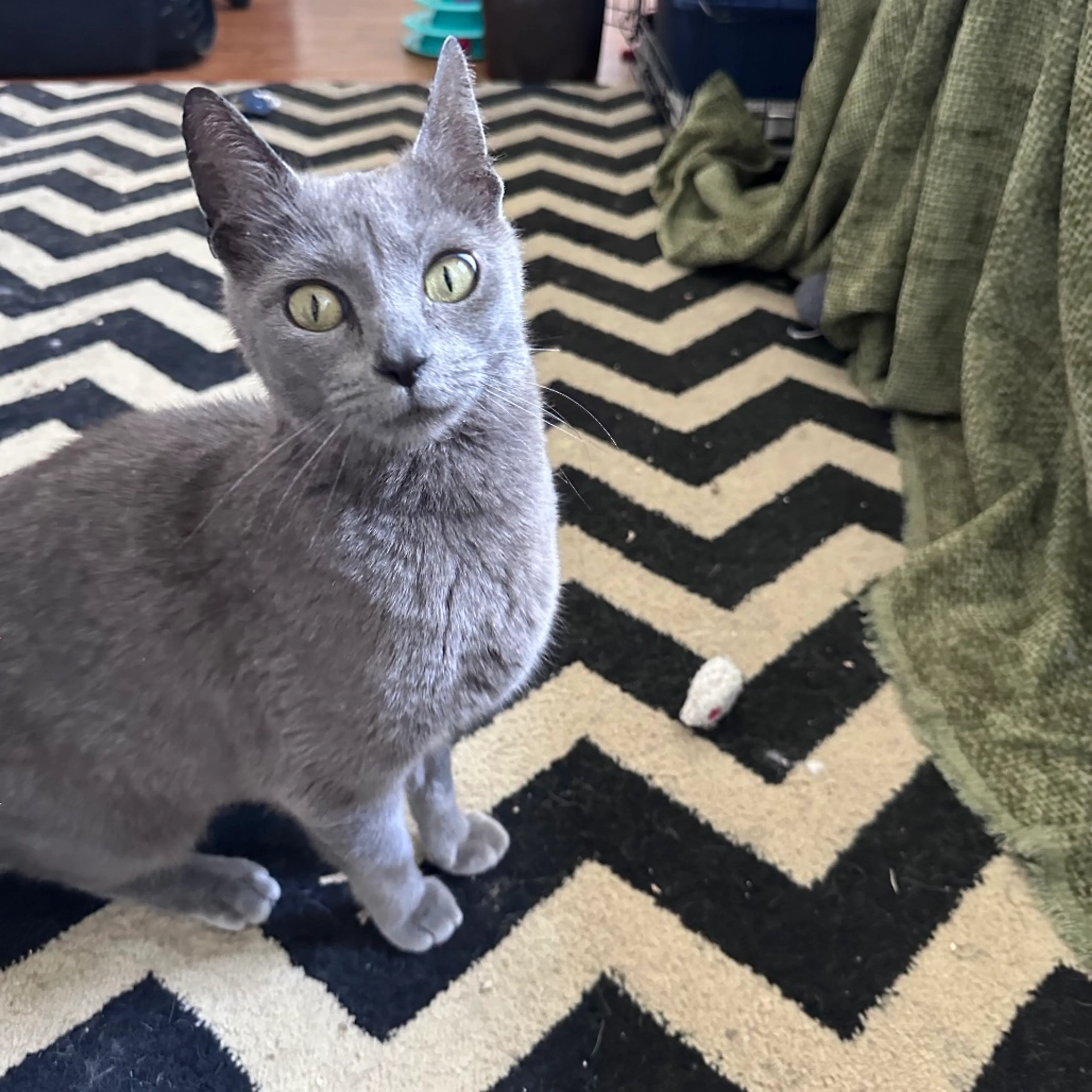 Found pet-5