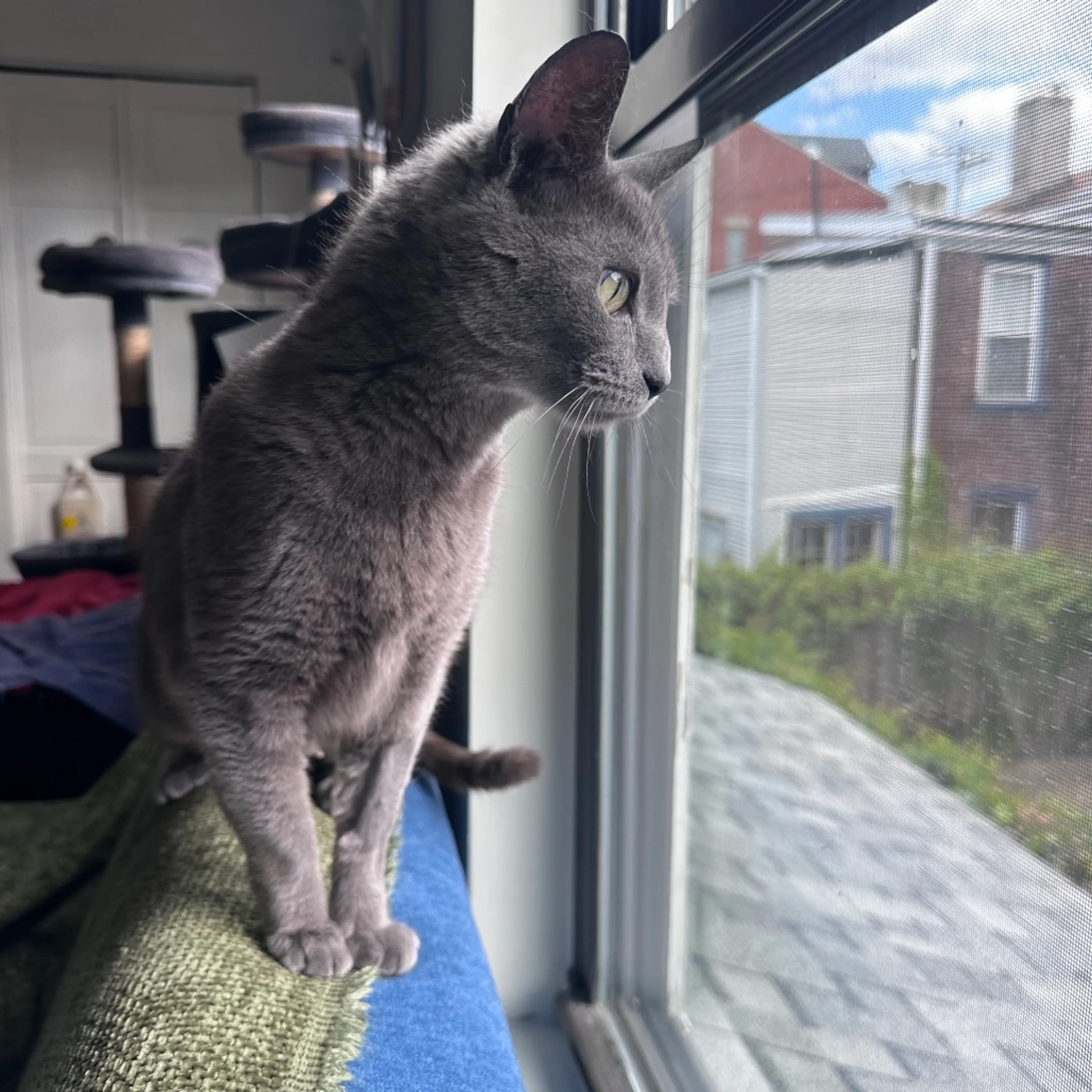 Found pet-3
