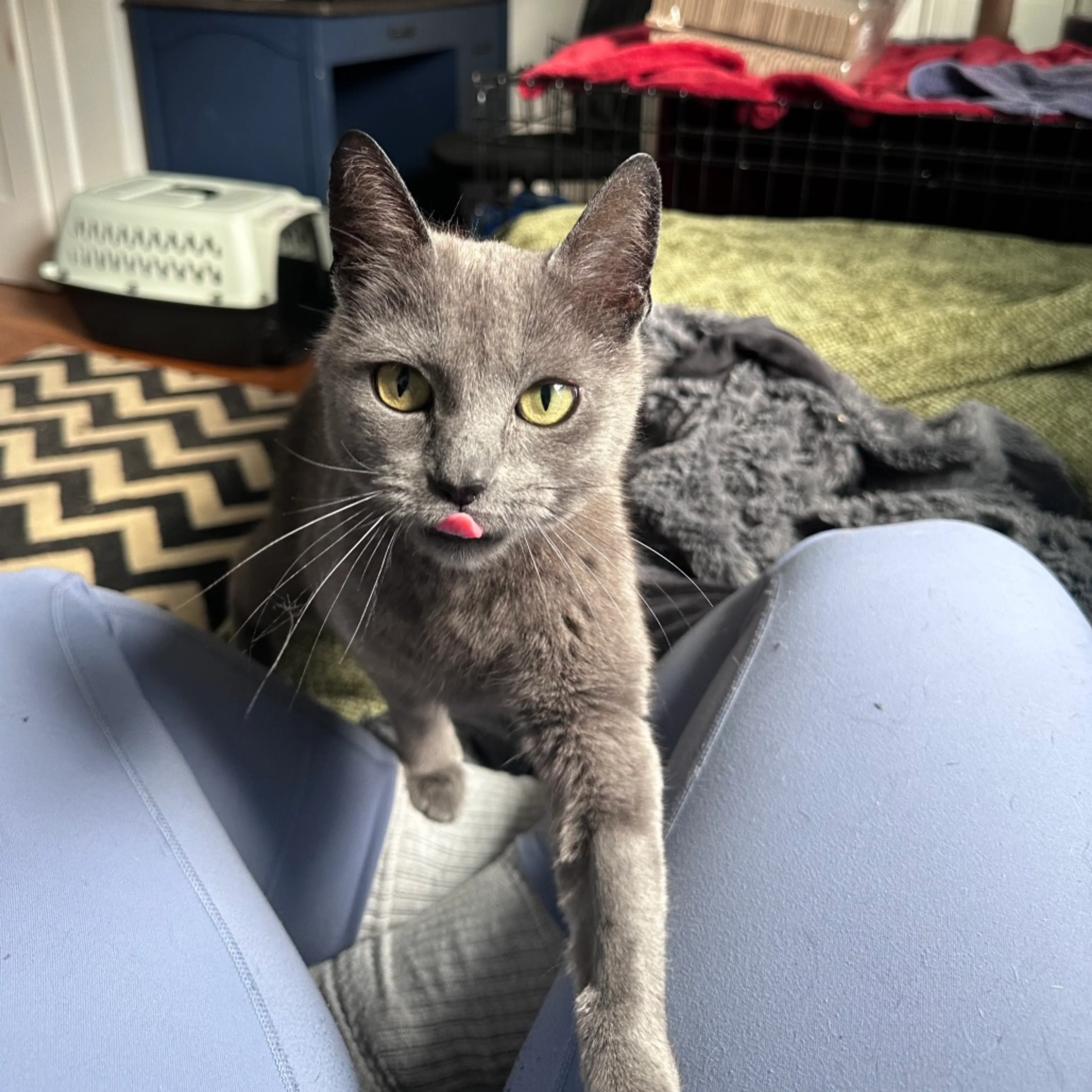 Found pet-2