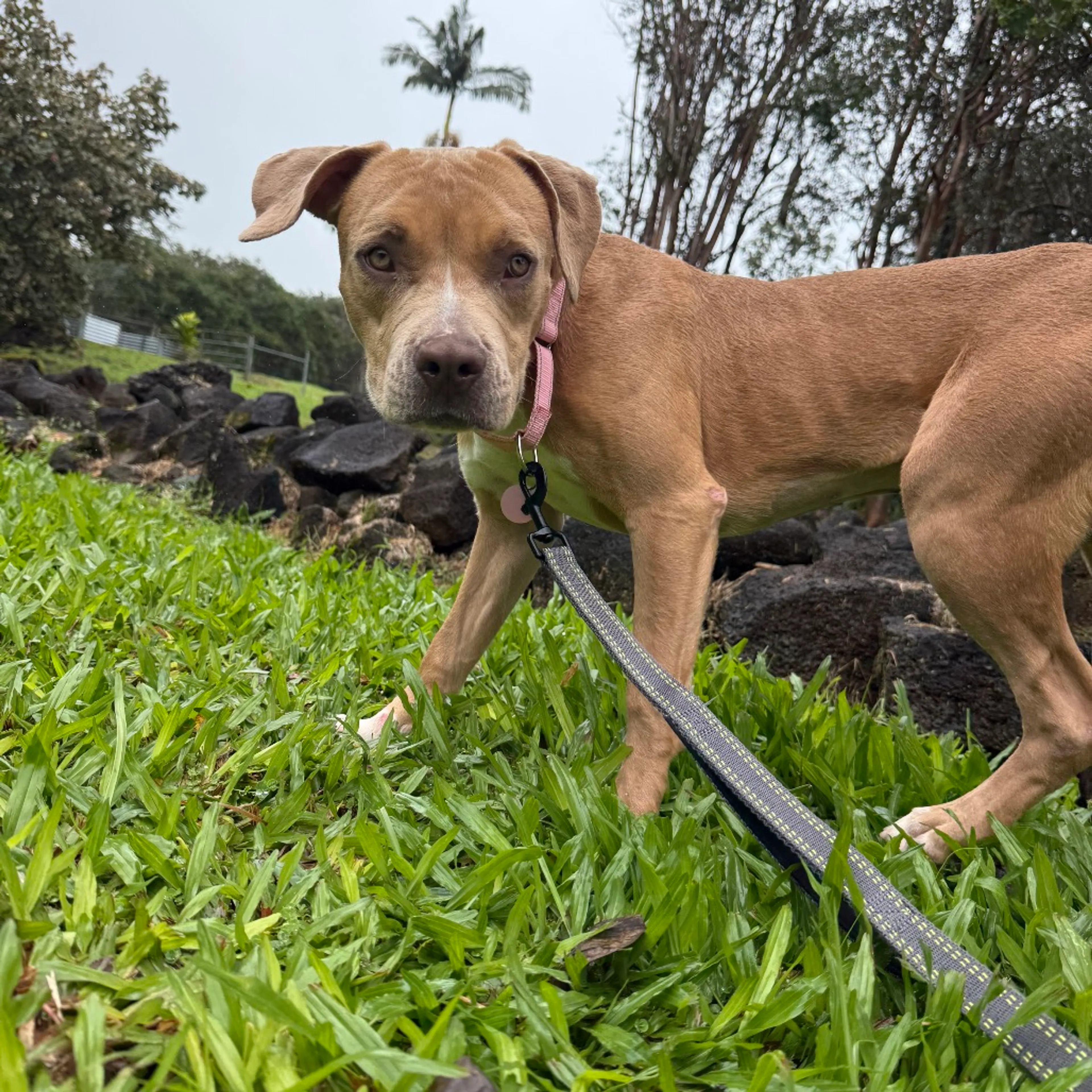 Found pet-2
