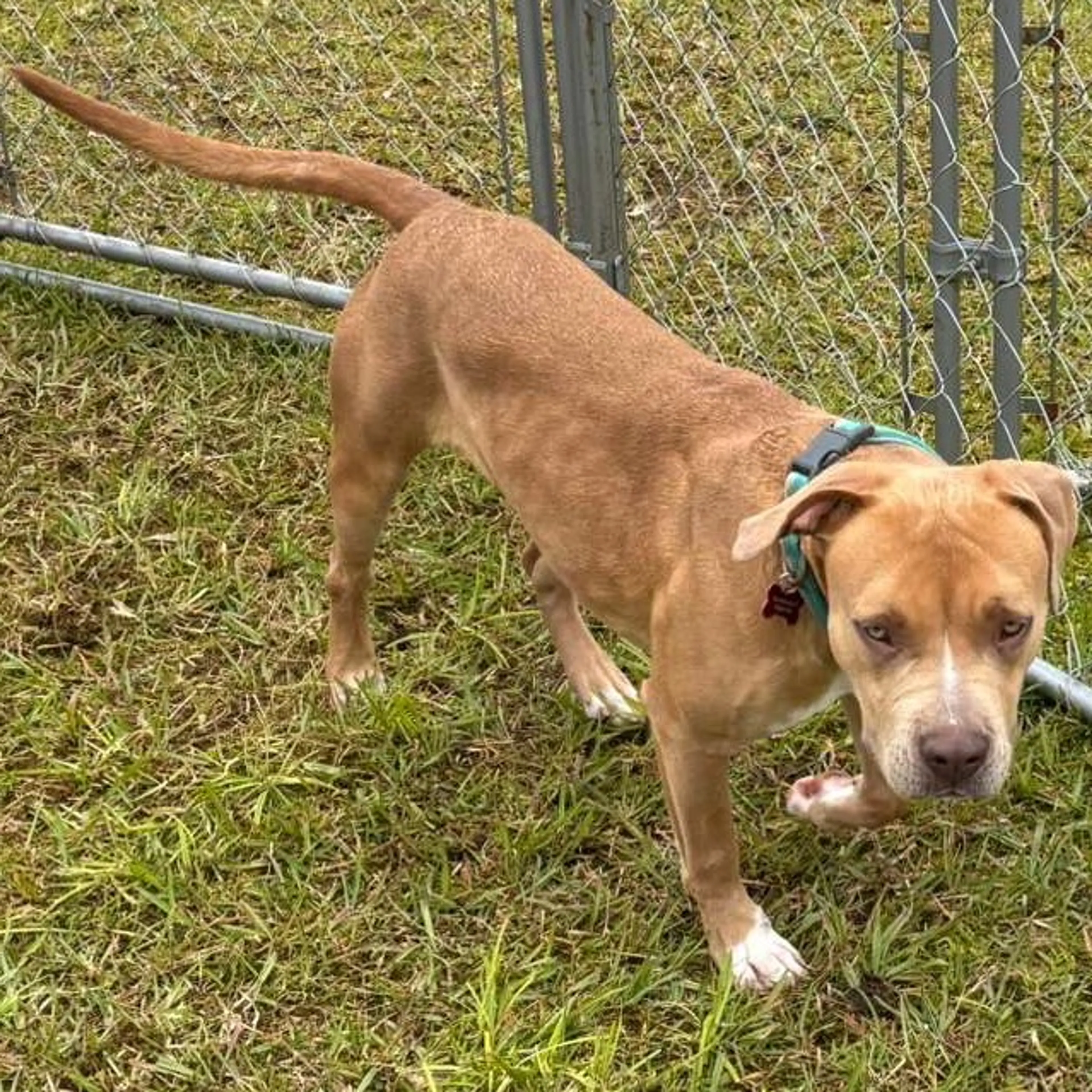 Found pet-4