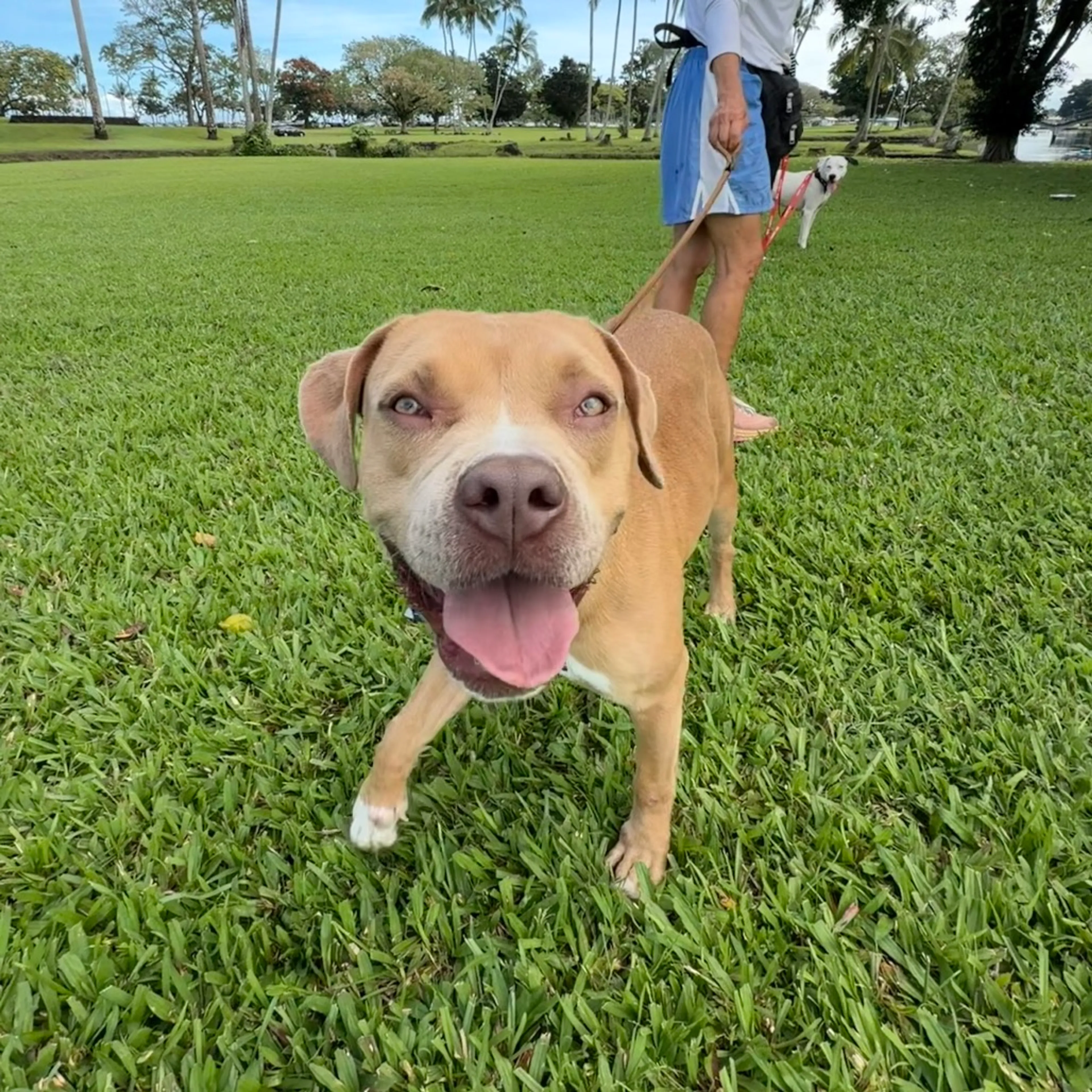 Found pet-8