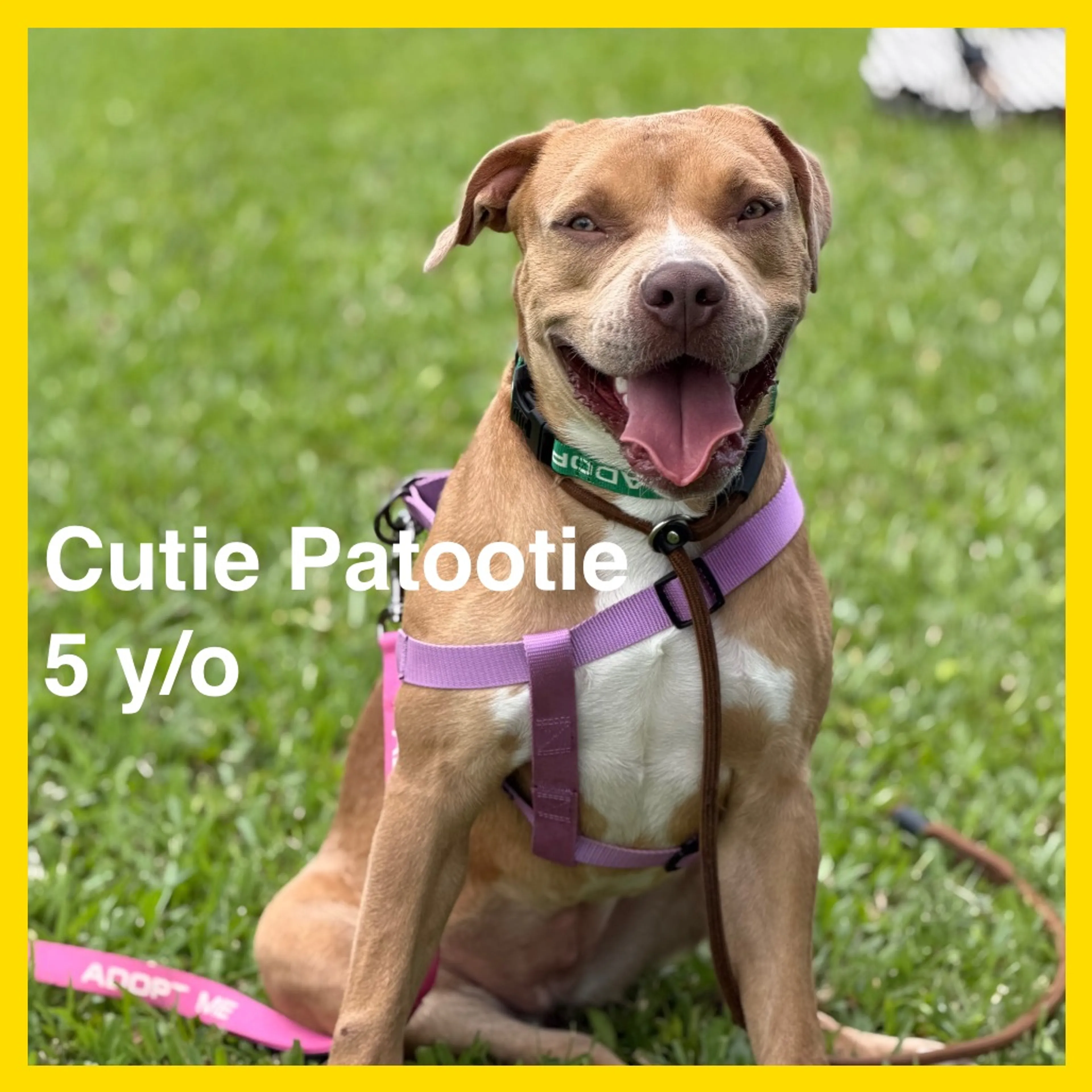 Found pet-5