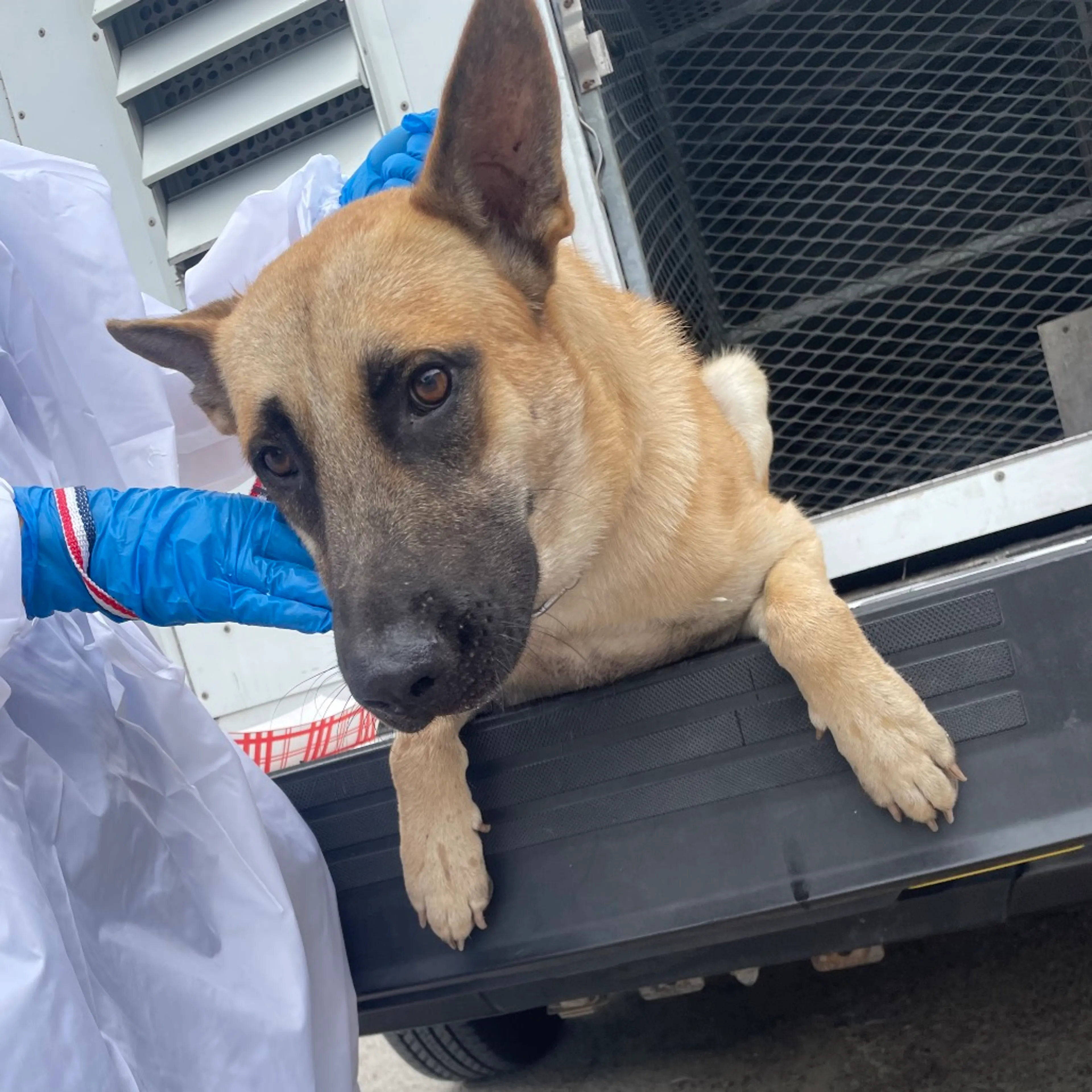 Found pet-1