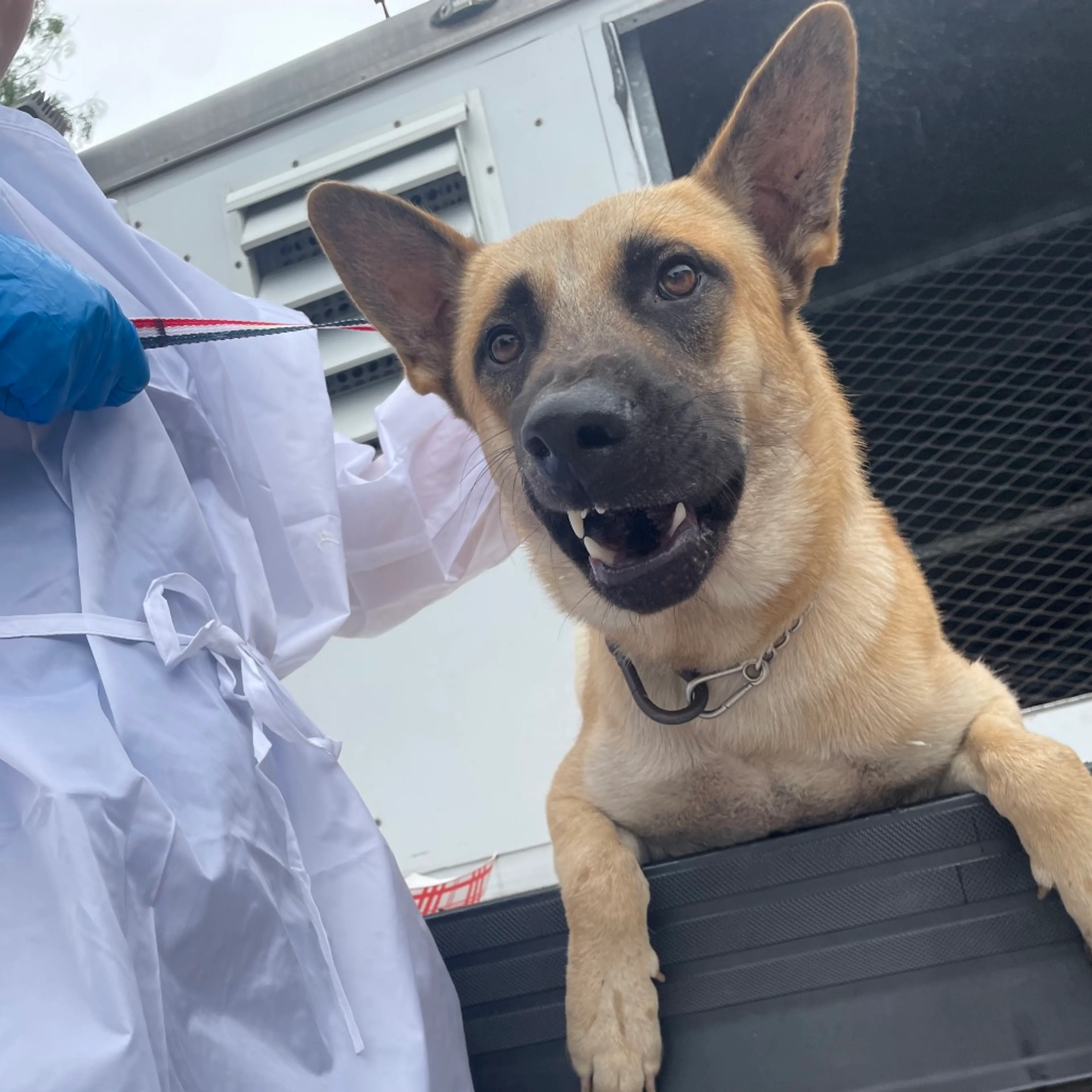 Found pet-2