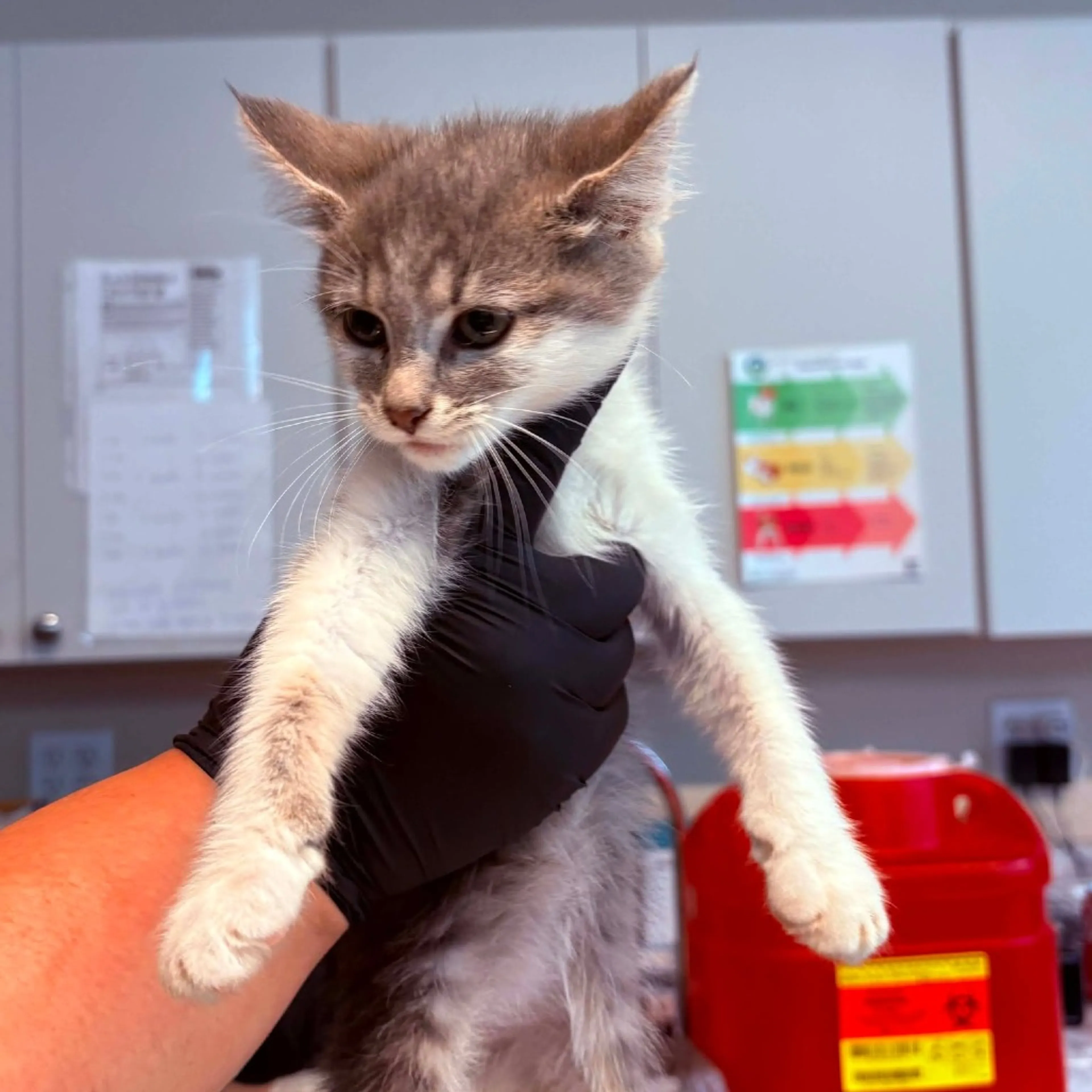 Found pet