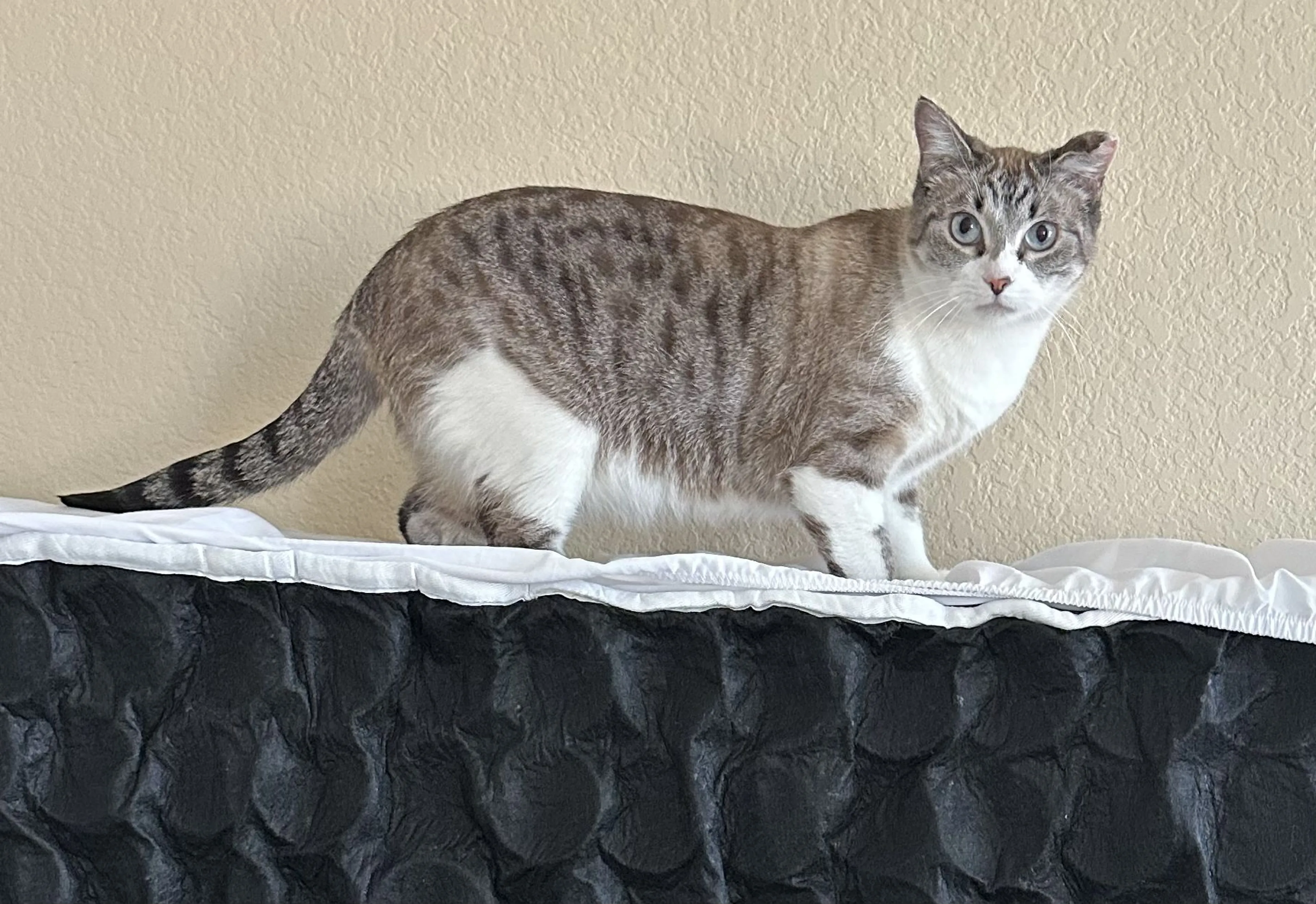 Lost pet