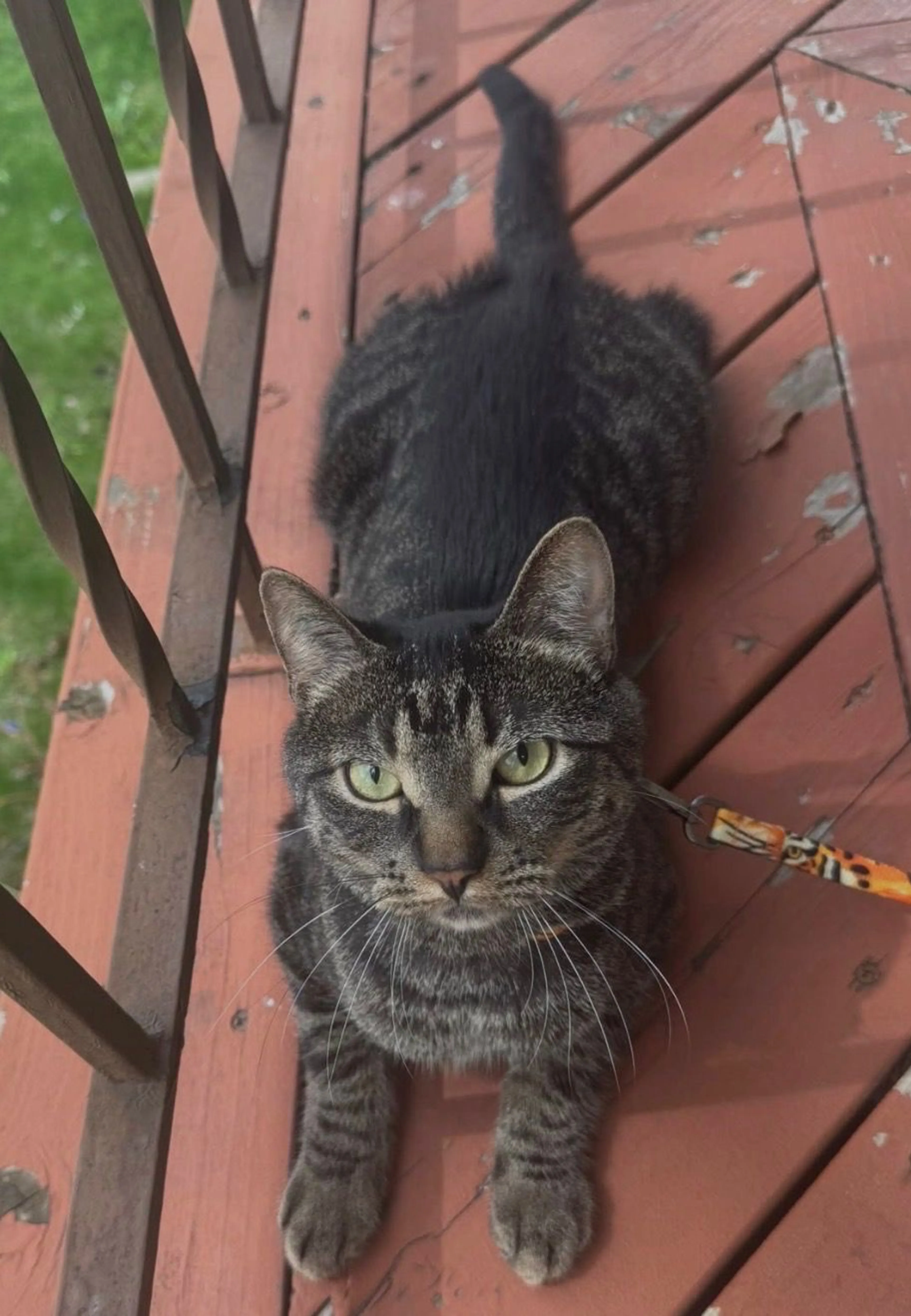 Lost pet-2