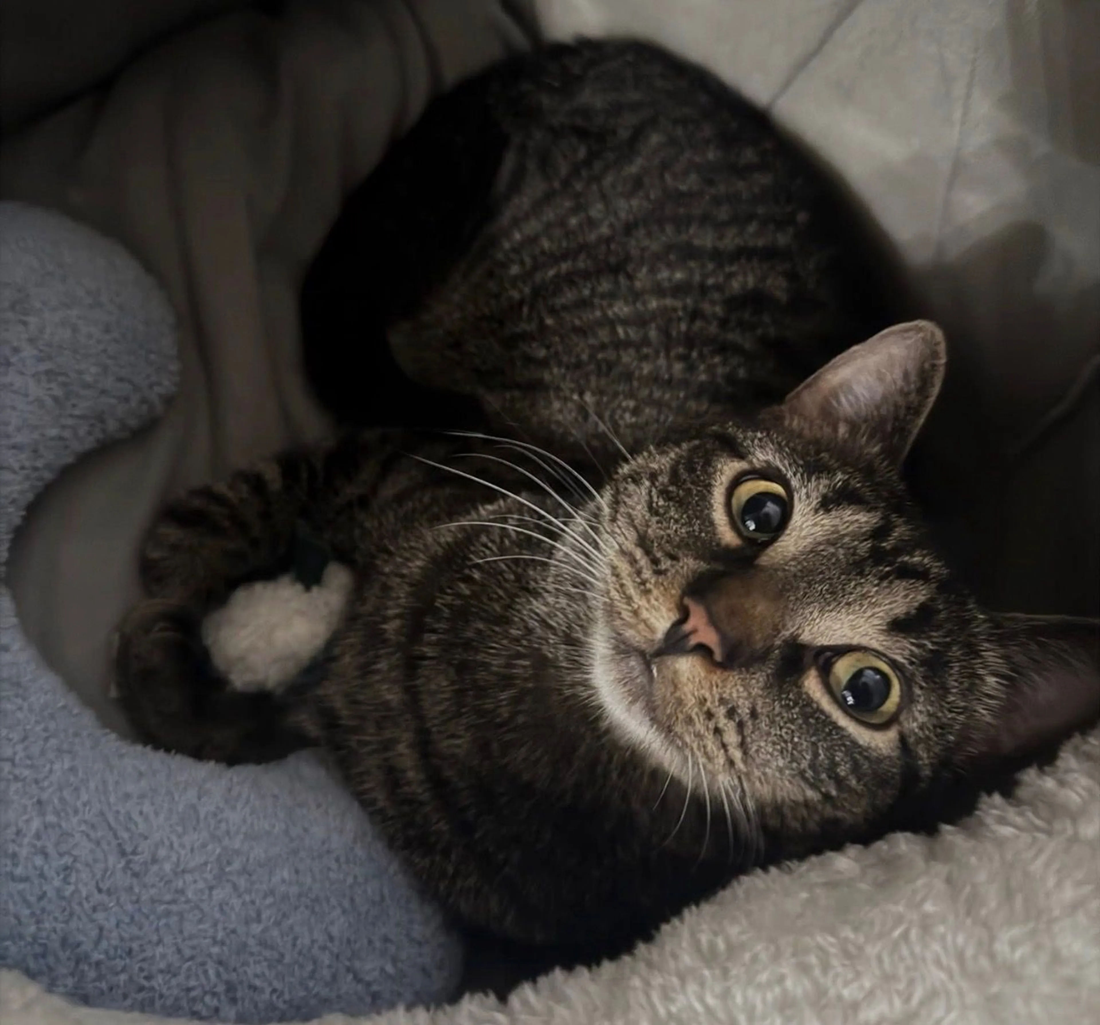 Lost pet-4