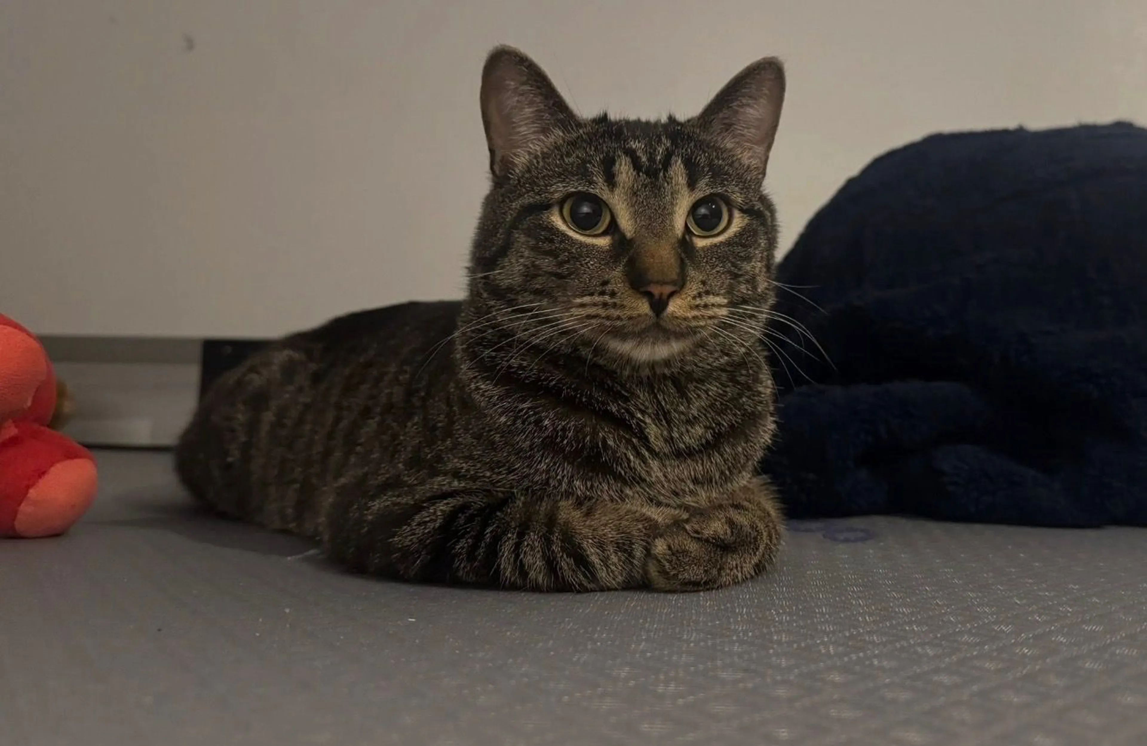 Lost pet-1
