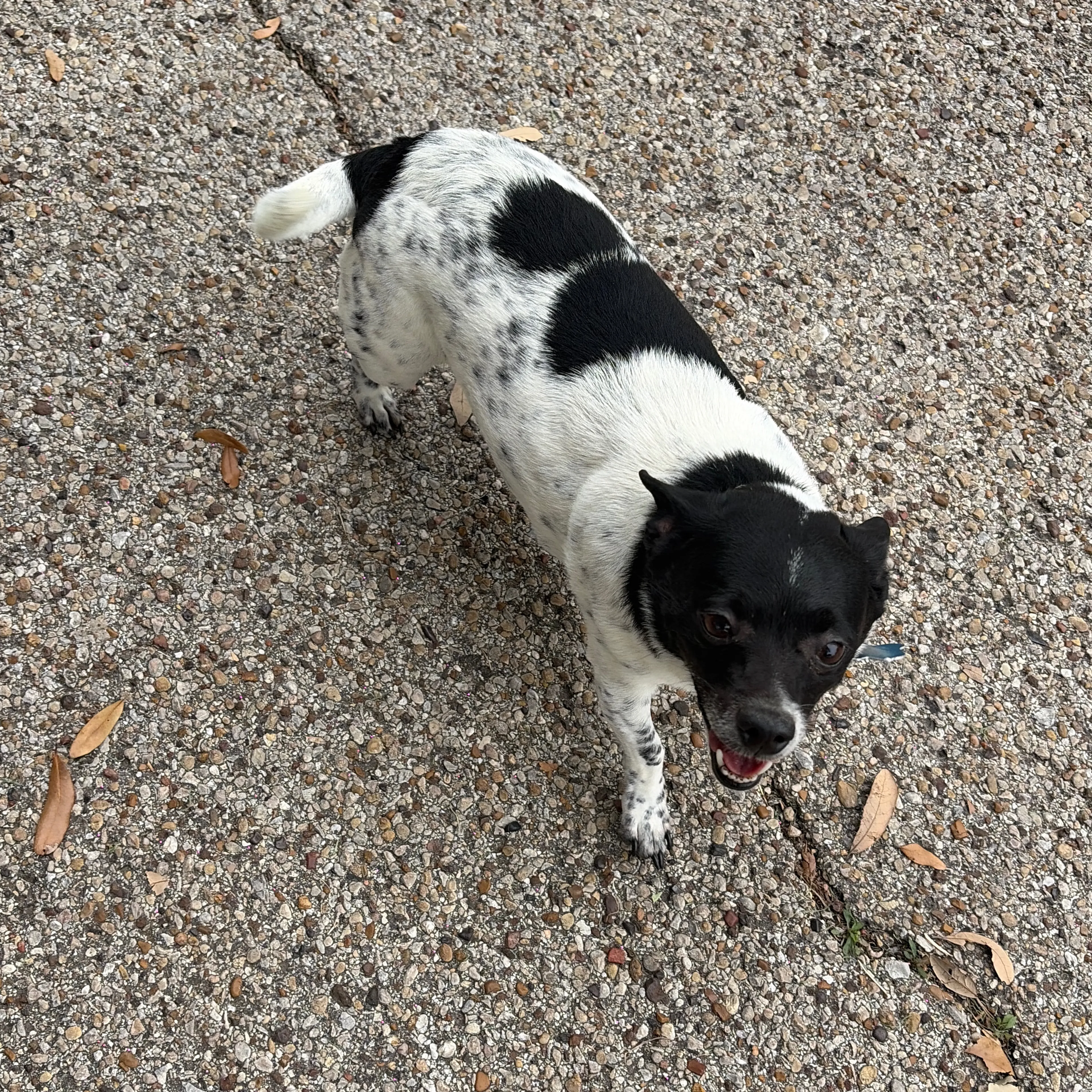 Found pet-1