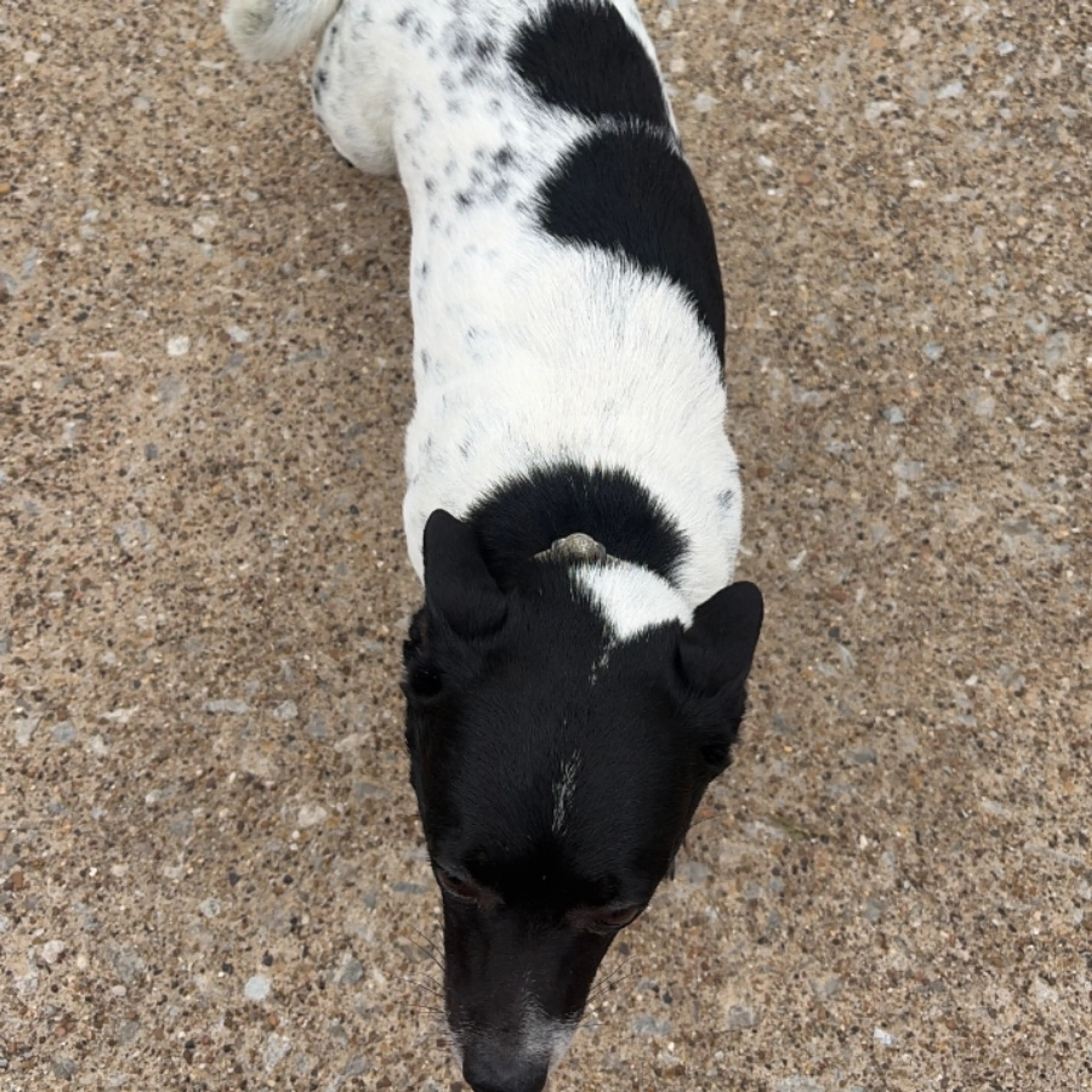 Found pet-0