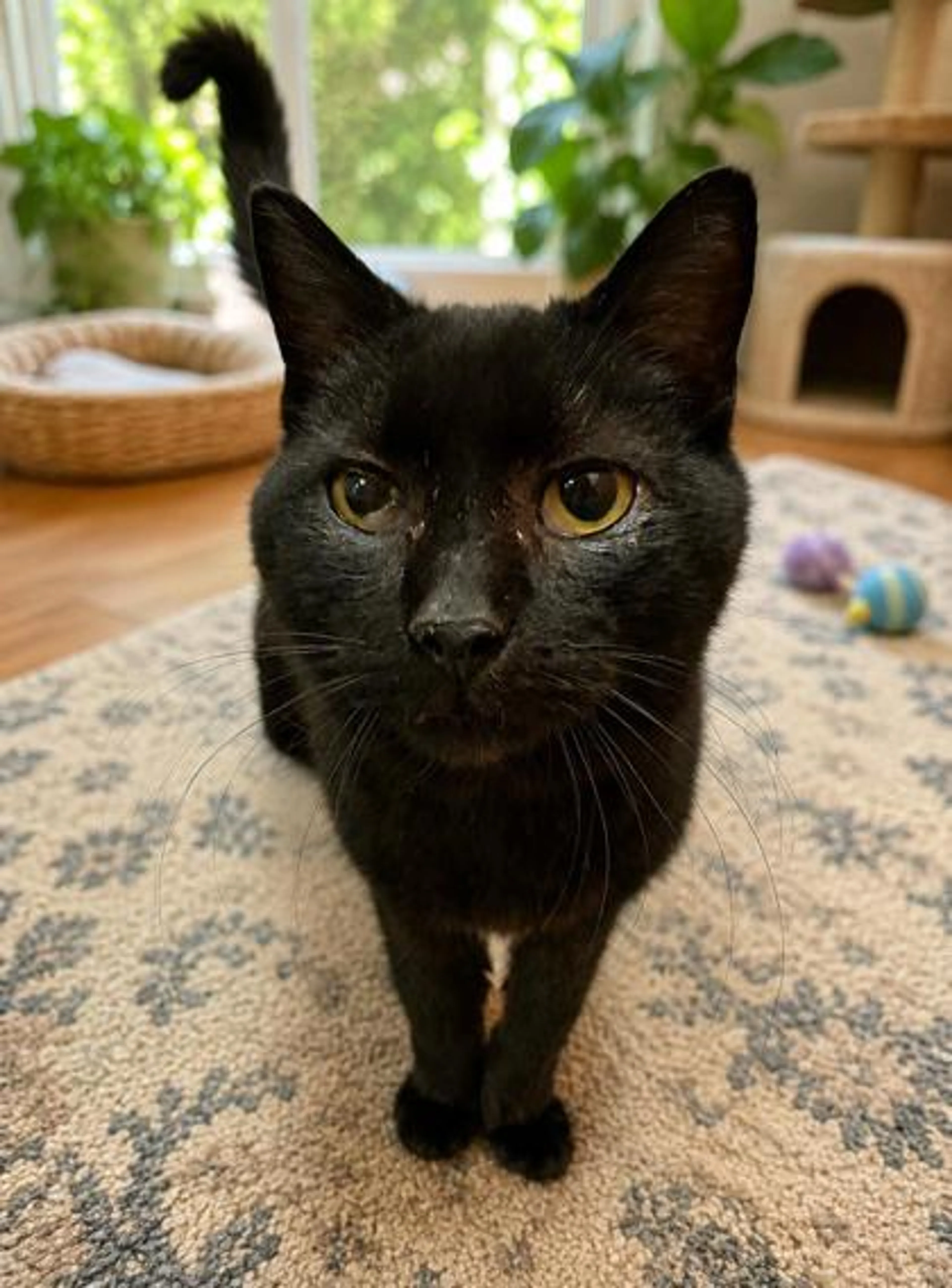 Found pet