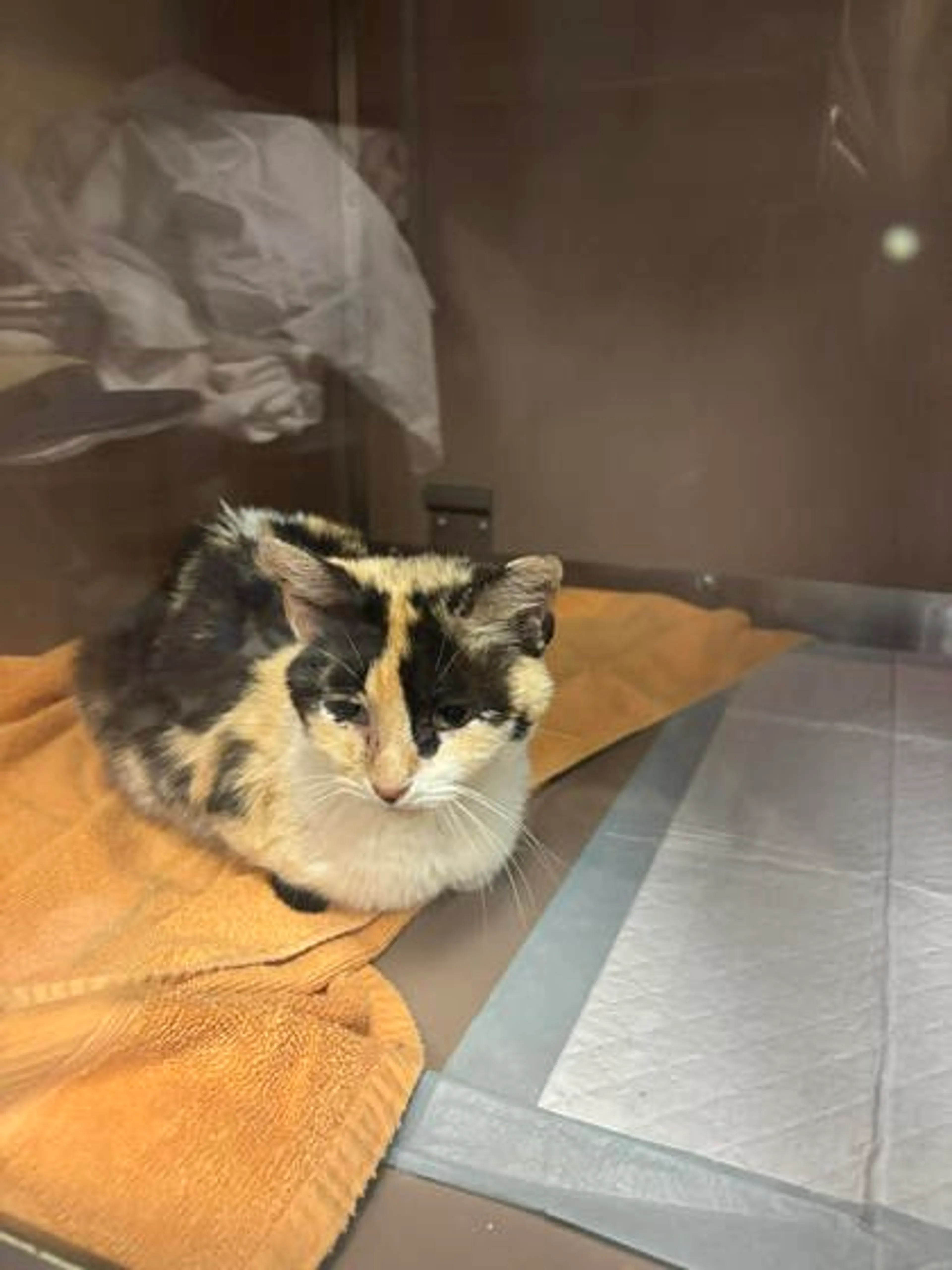 Found pet
