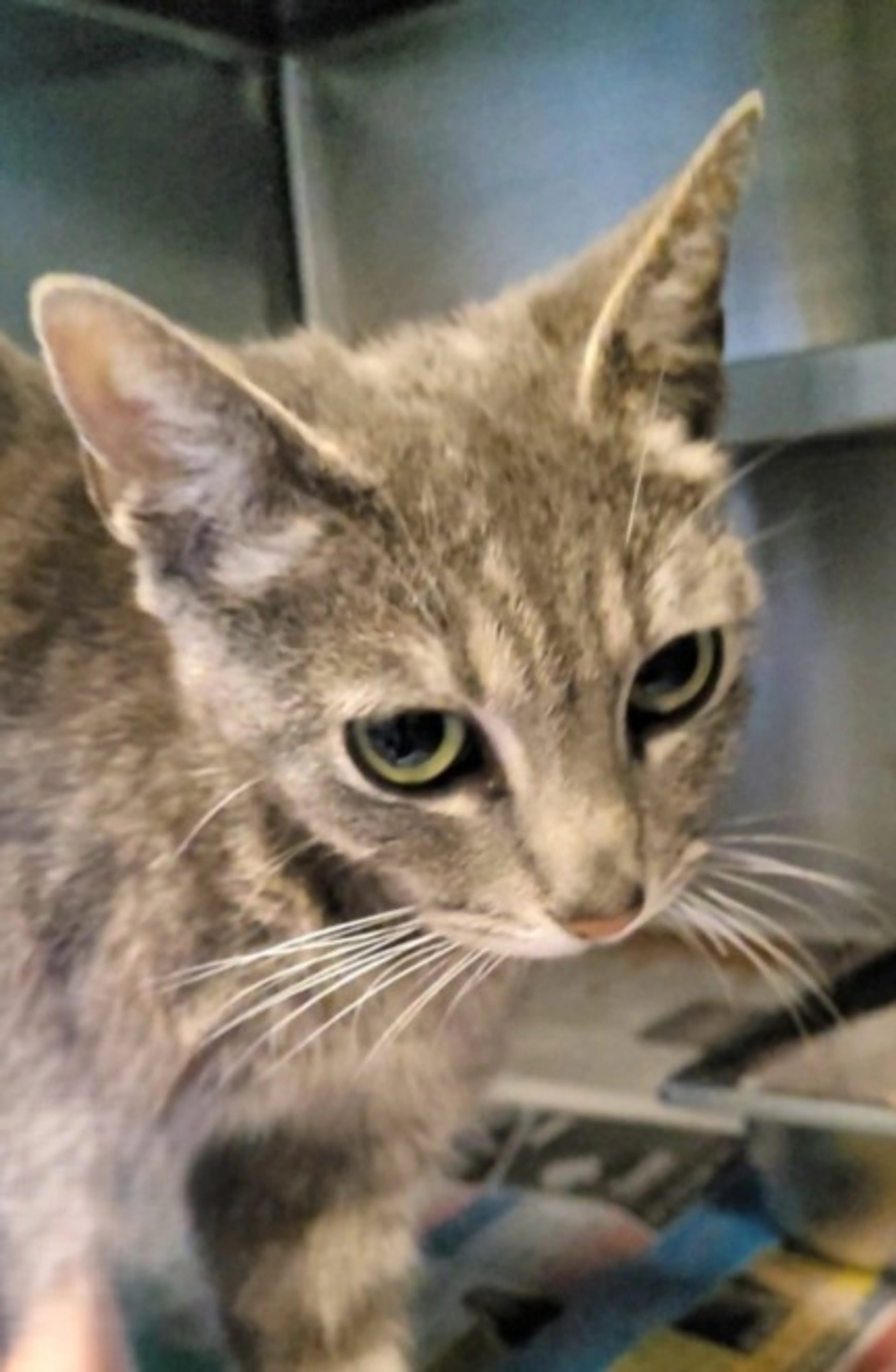 Found pet