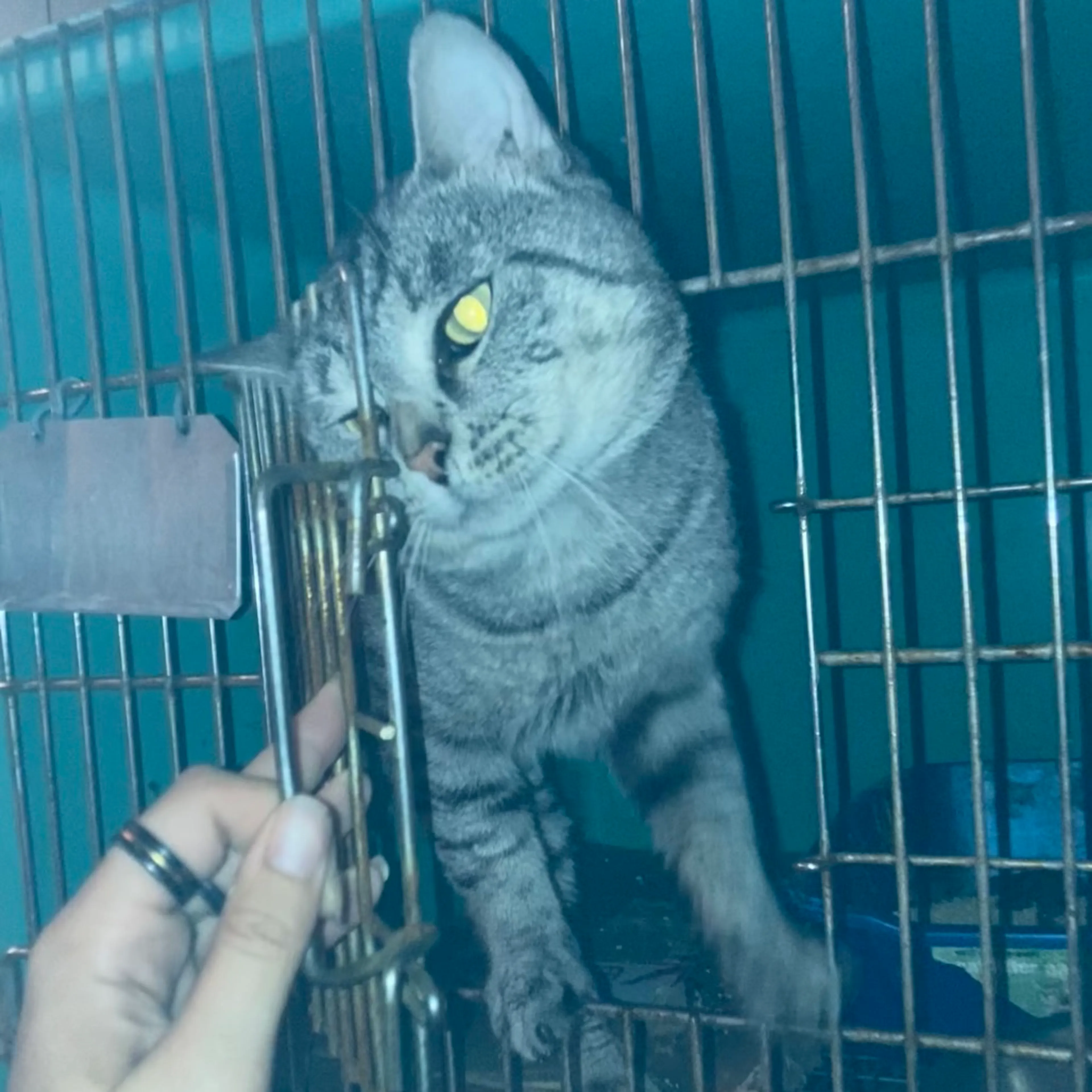 Found pet-0
