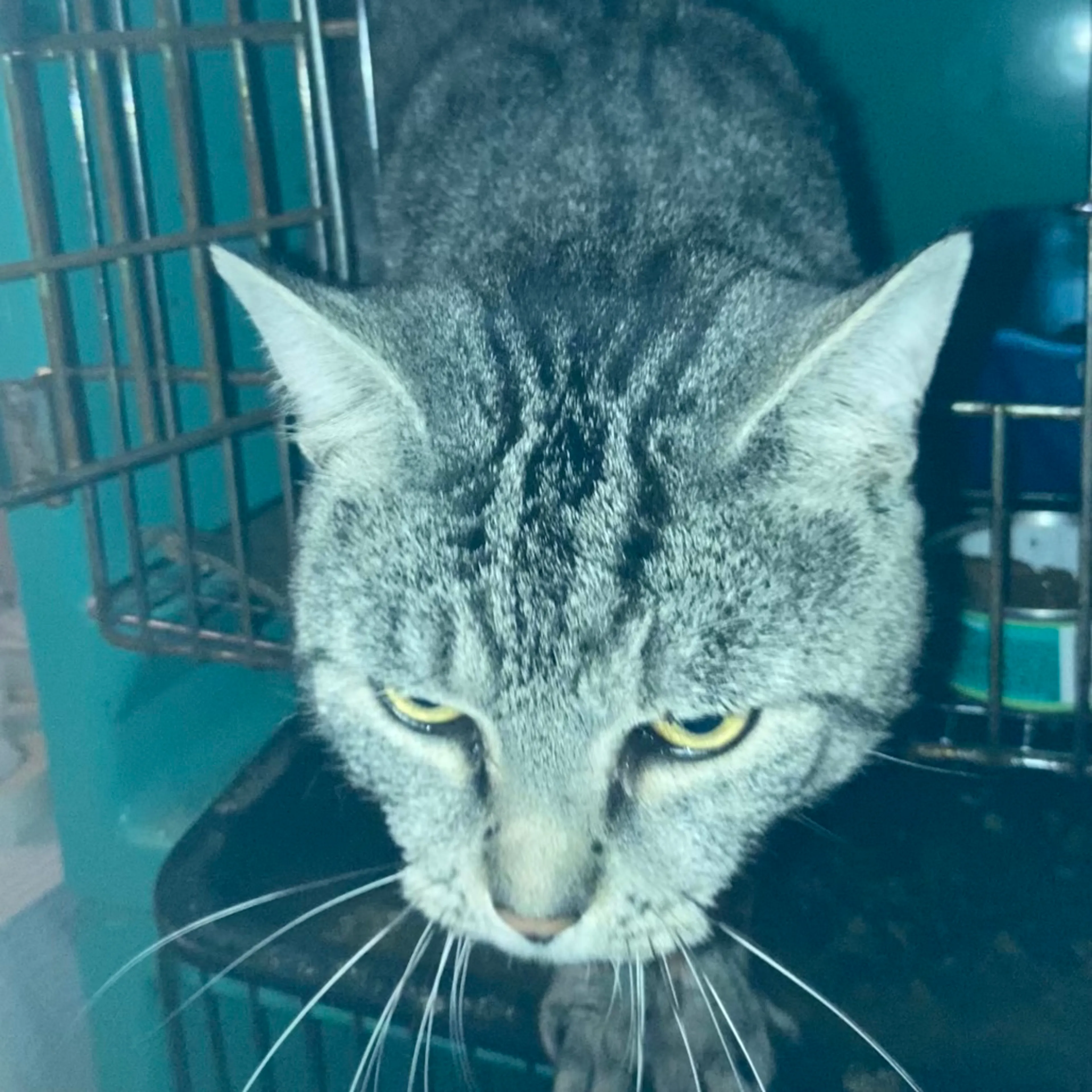 Found pet-1