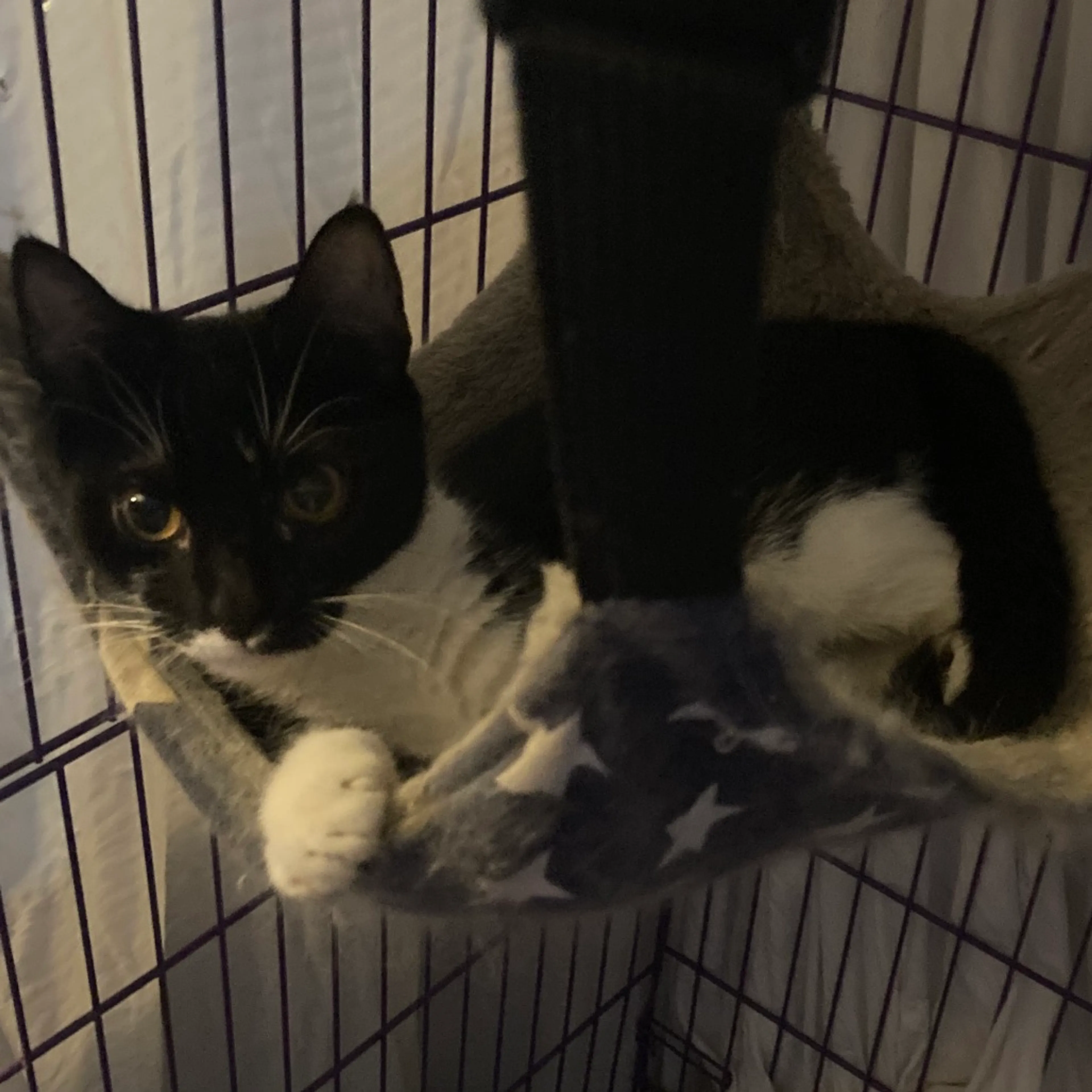 Found pet