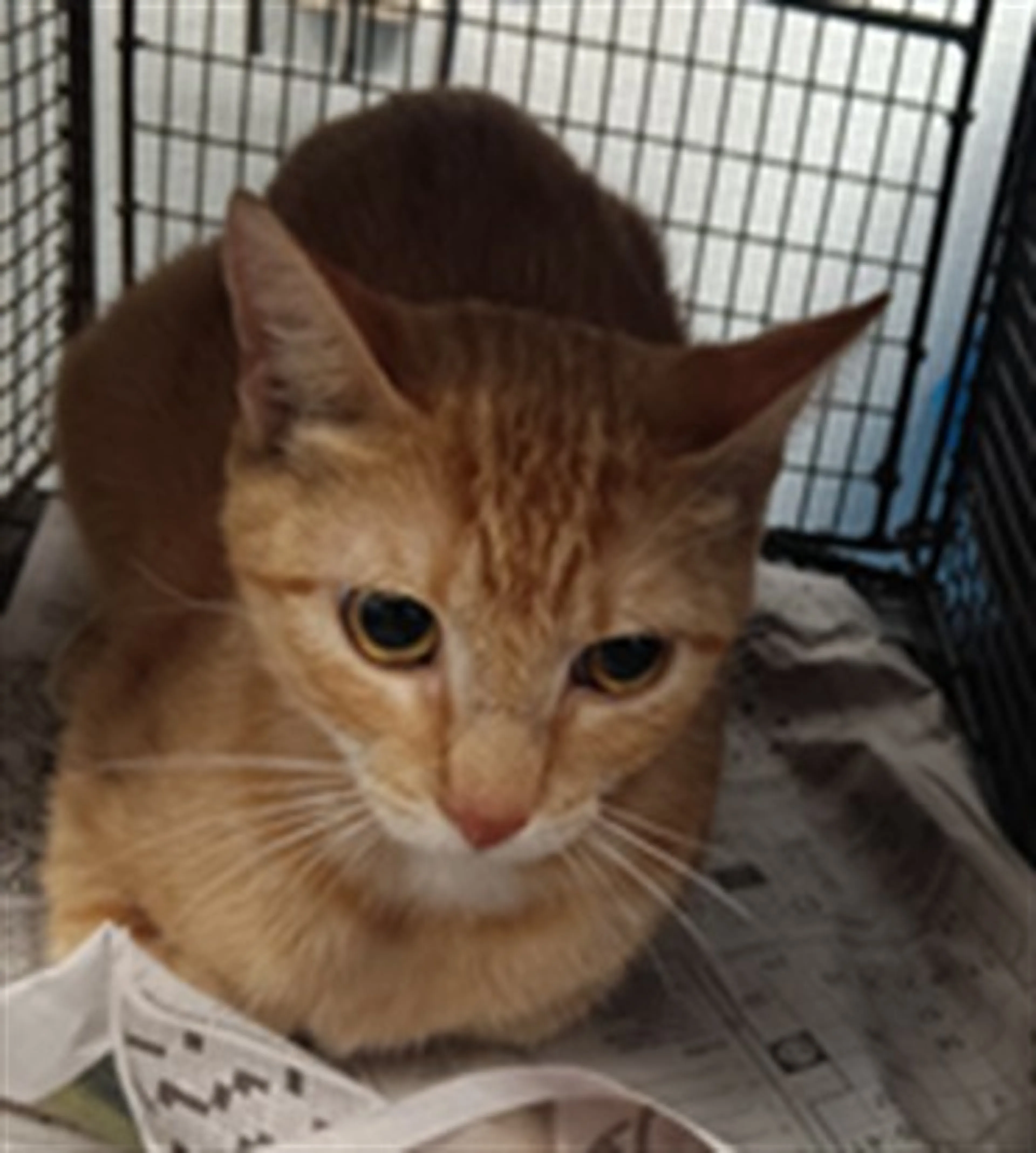 Found pet