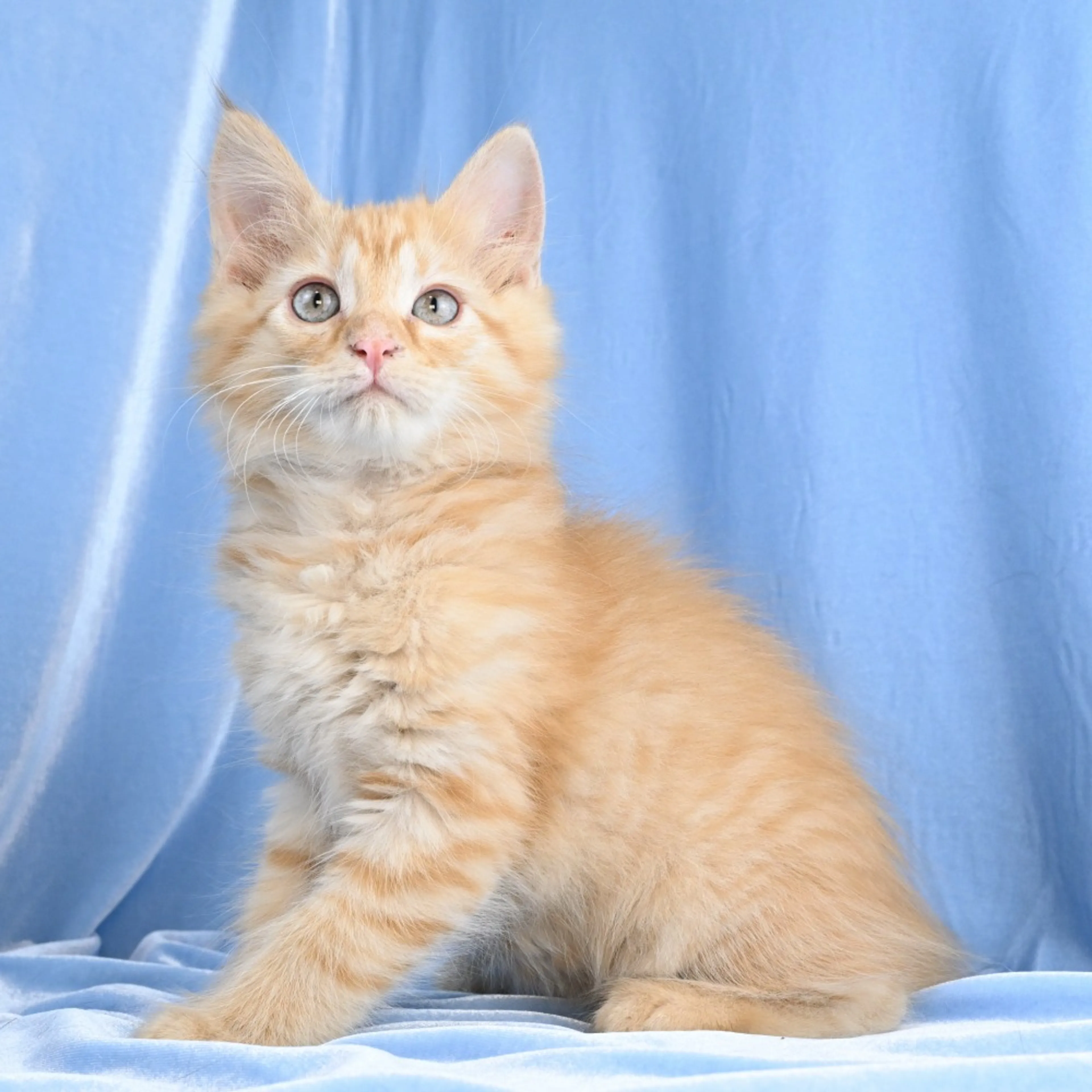 Found pet-4