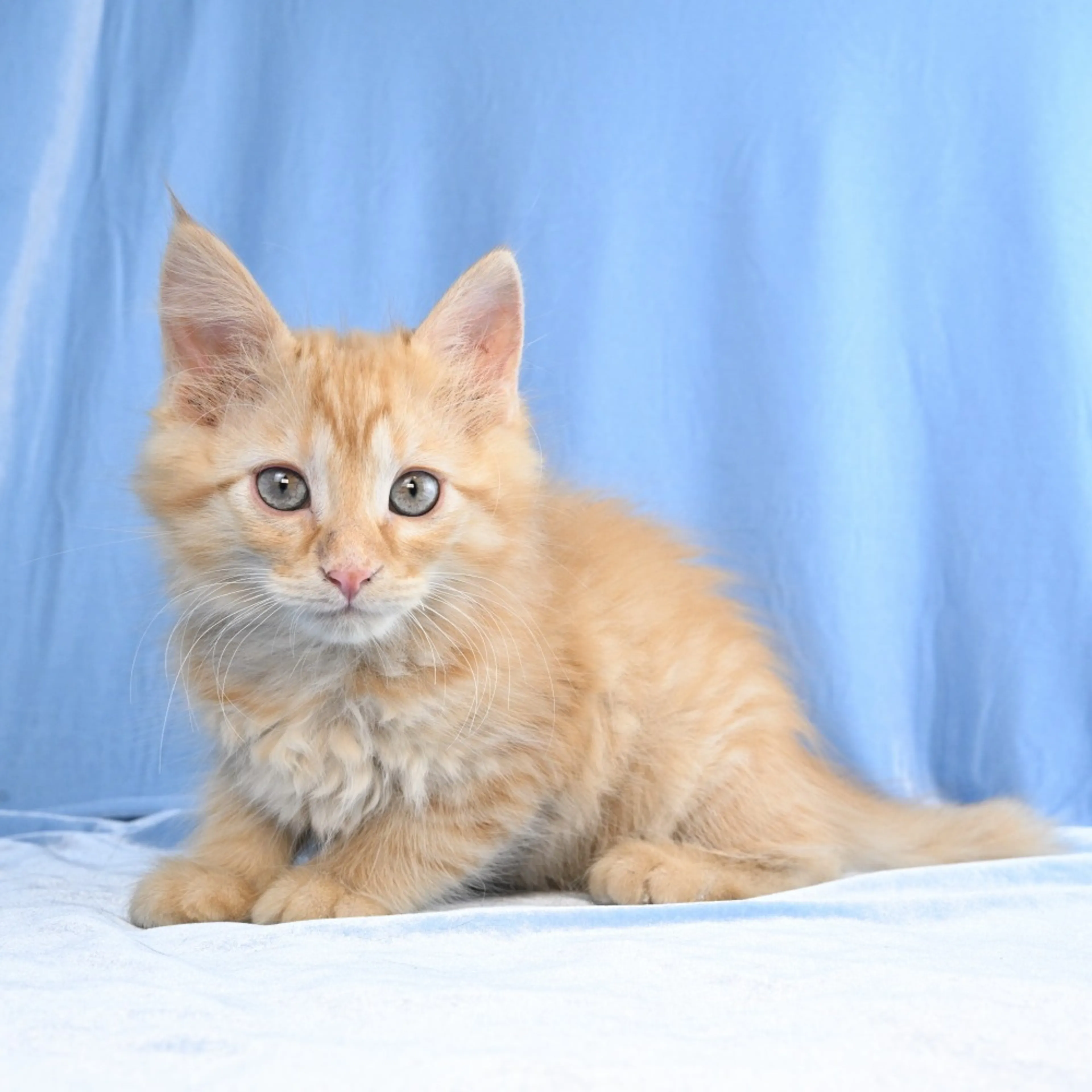 Found pet-1