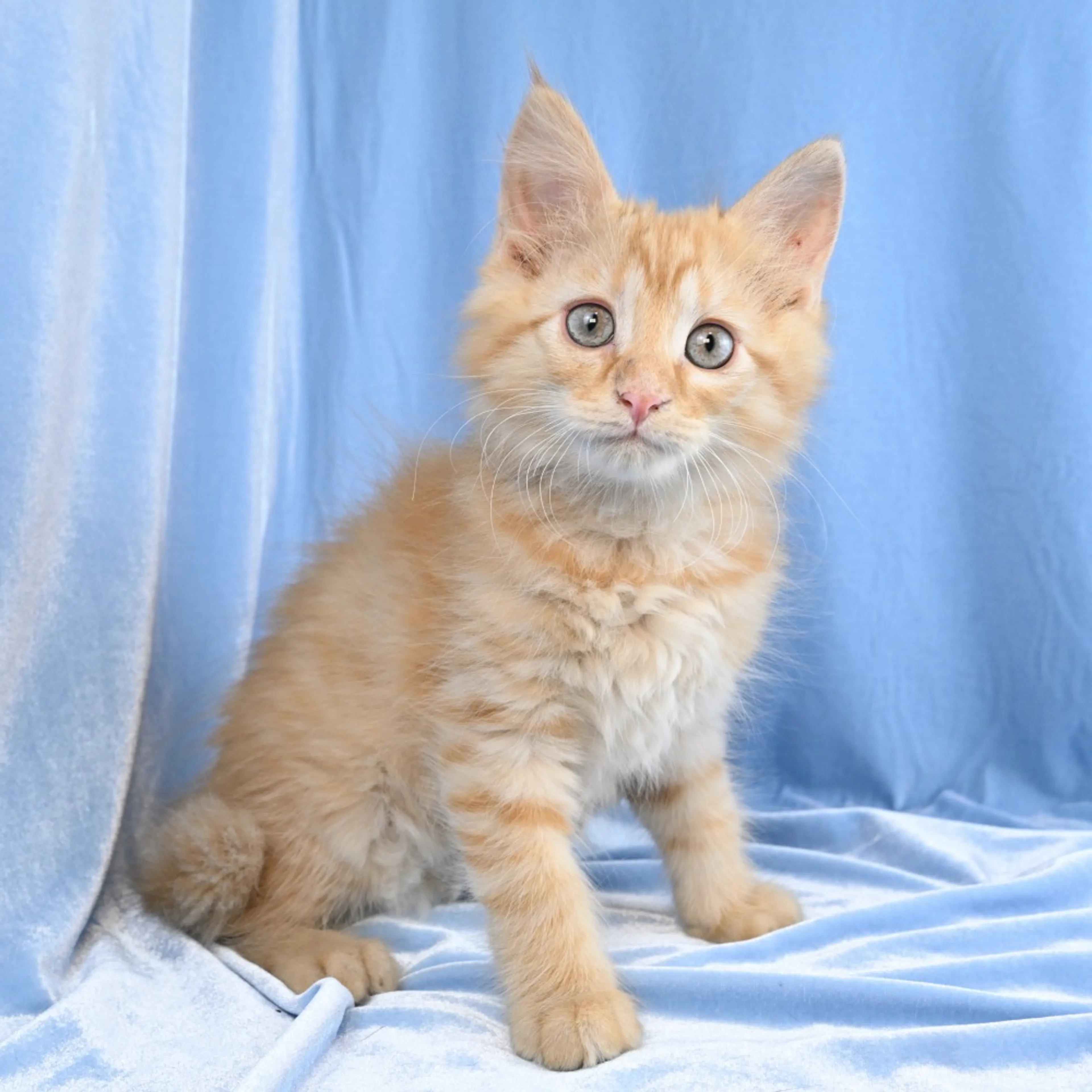 Found pet-3